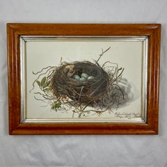 Nido e uova di merlo in cornice d'acero originale del periodo della Reggenza inglese
