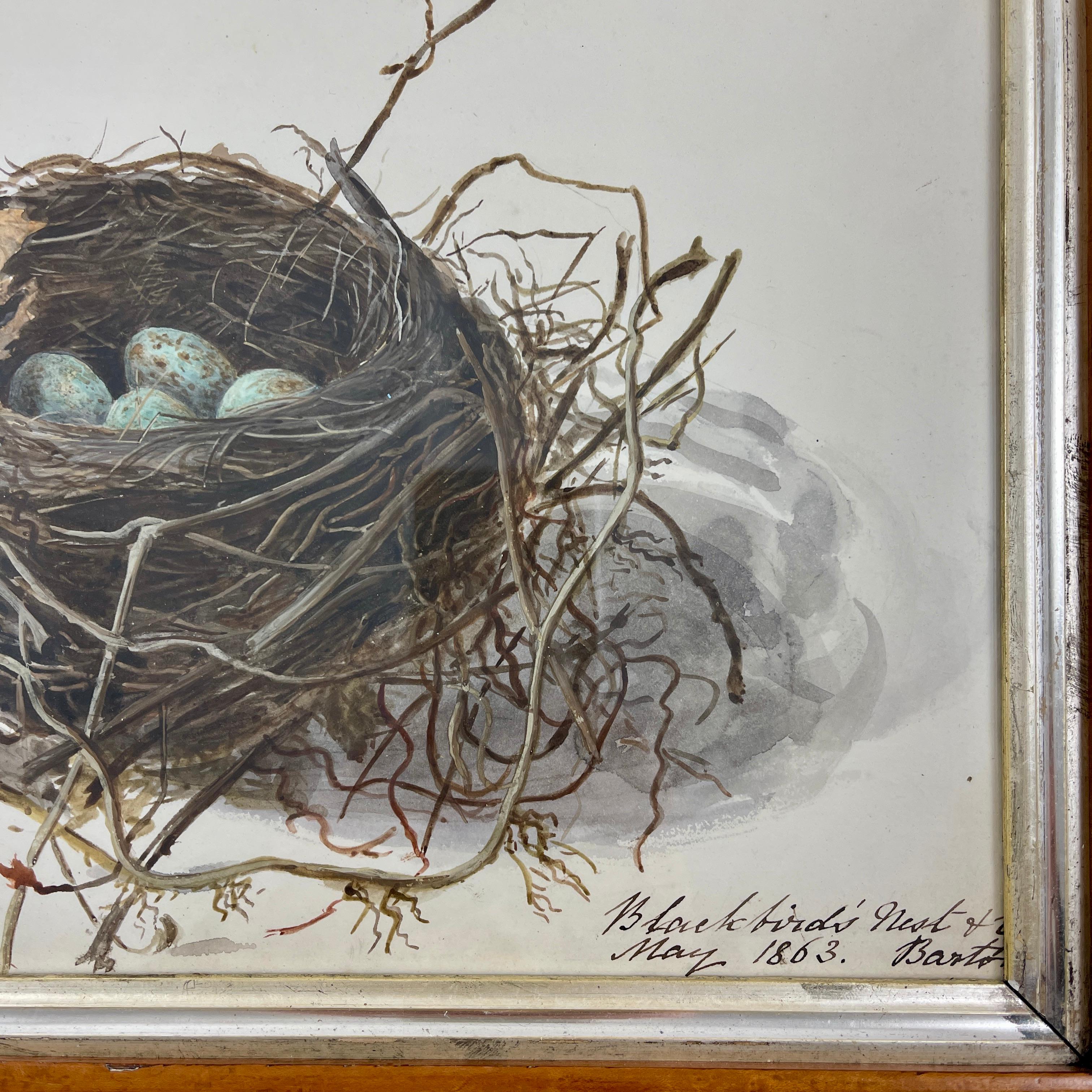 Aquarelle d'origine d'époque Régence anglaise avec cadre en érable, nid d'oiseau noir et œufs Bon état - En vente à Philadelphia, PA