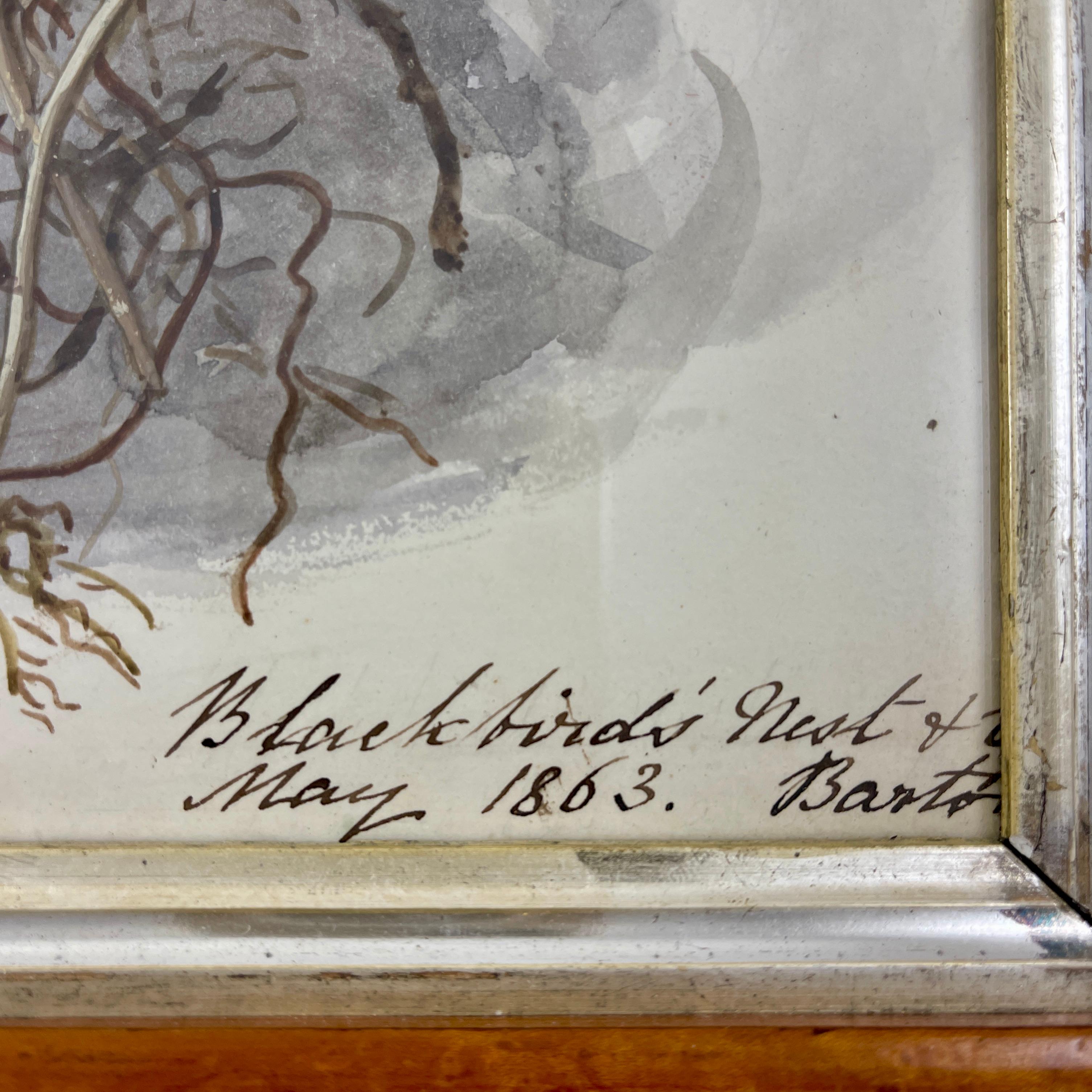 XIXe siècle Aquarelle d'origine d'époque Régence anglaise avec cadre en érable, nid d'oiseau noir et œufs en vente
