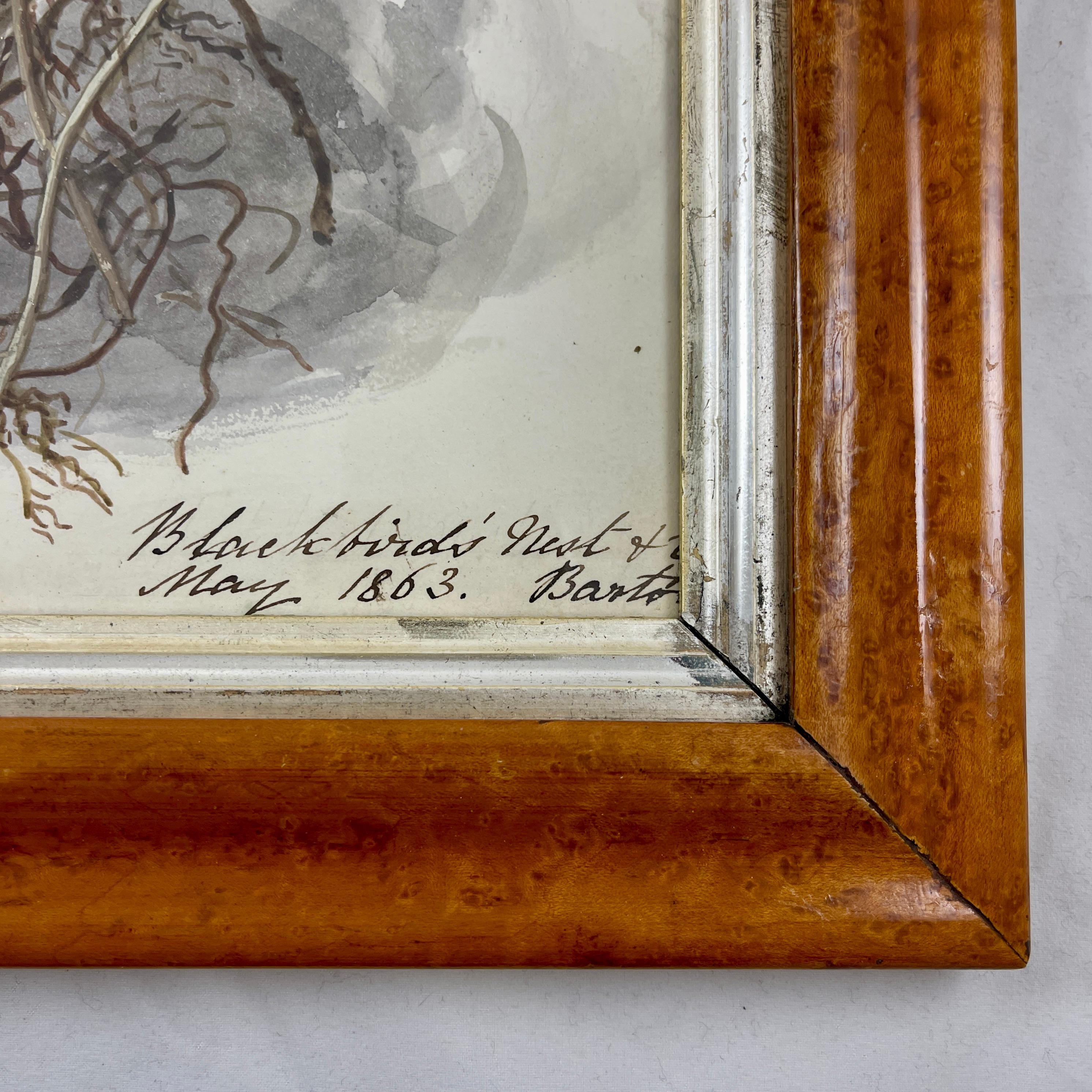 English Regency Period Original Watercolor Maple Frame Blackbird Nest and Eggs For Sale 2