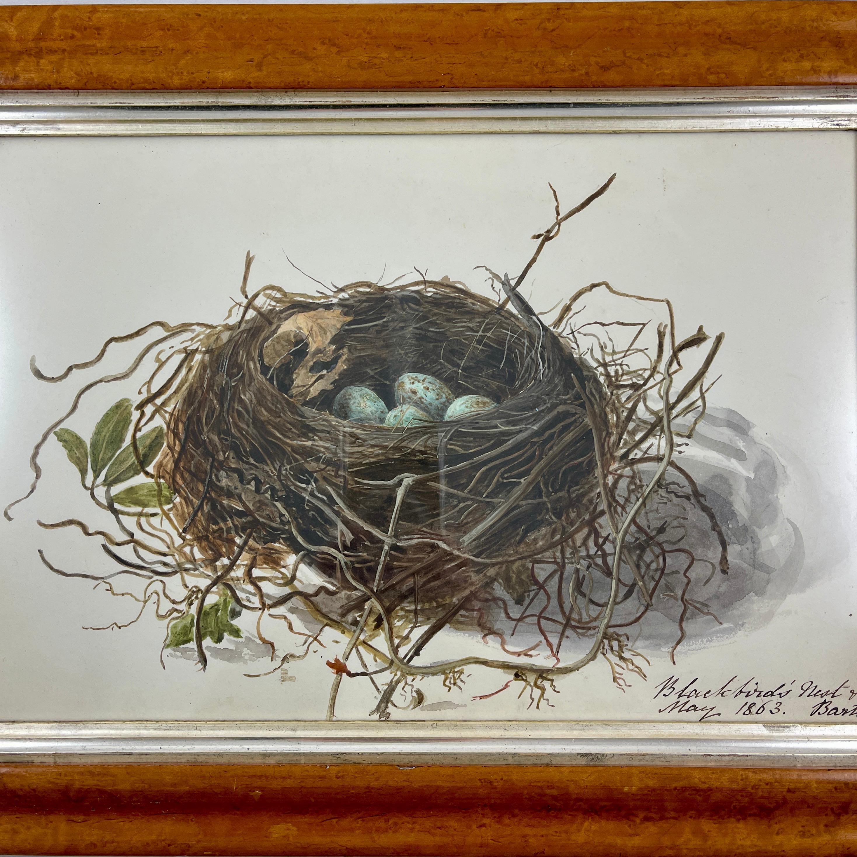 Aquarelle d'origine d'époque Régence anglaise avec cadre en érable, nid d'oiseau noir et œufs en vente 1