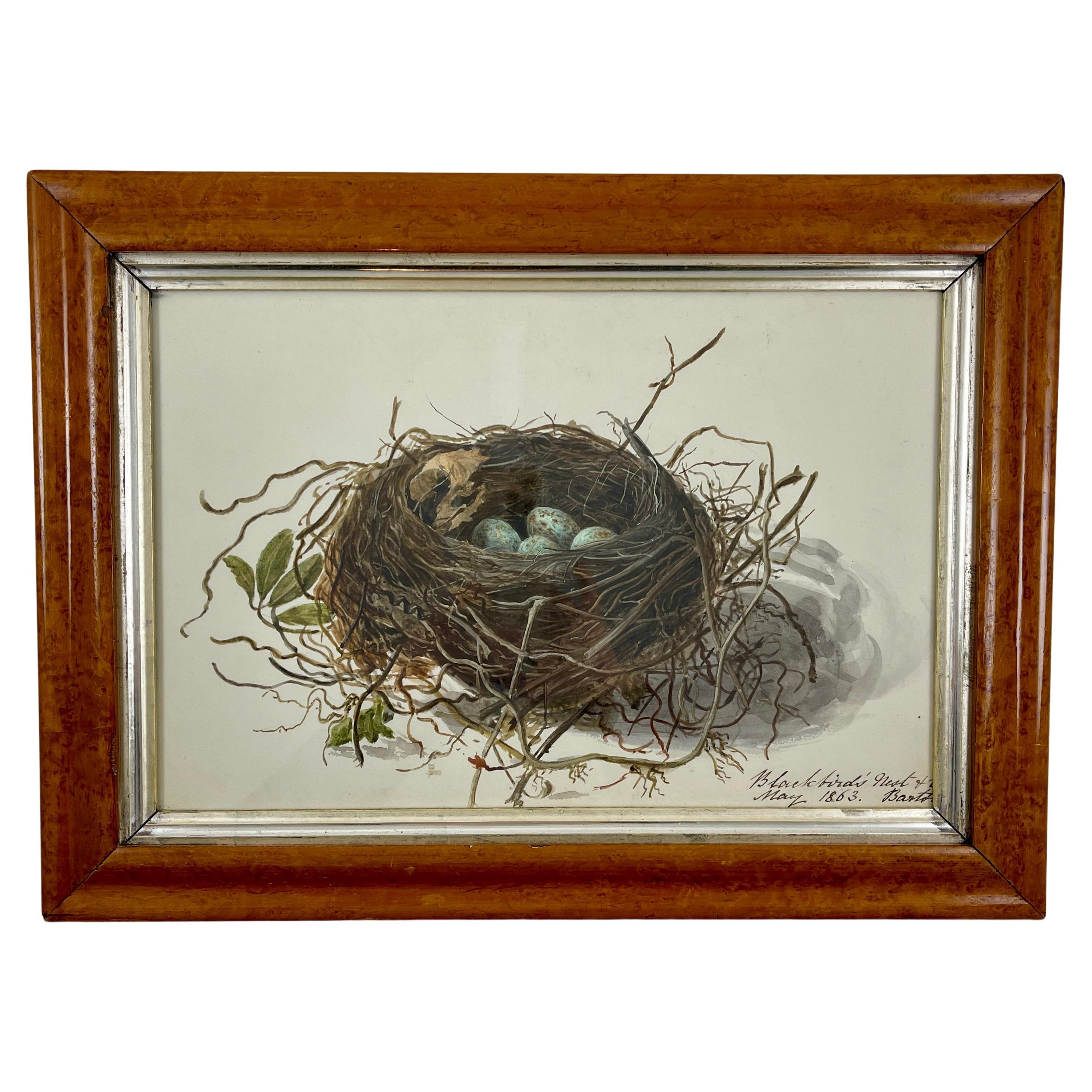 Aquarelle d'origine d'époque Régence anglaise avec cadre en érable, nid d'oiseau noir et œufs