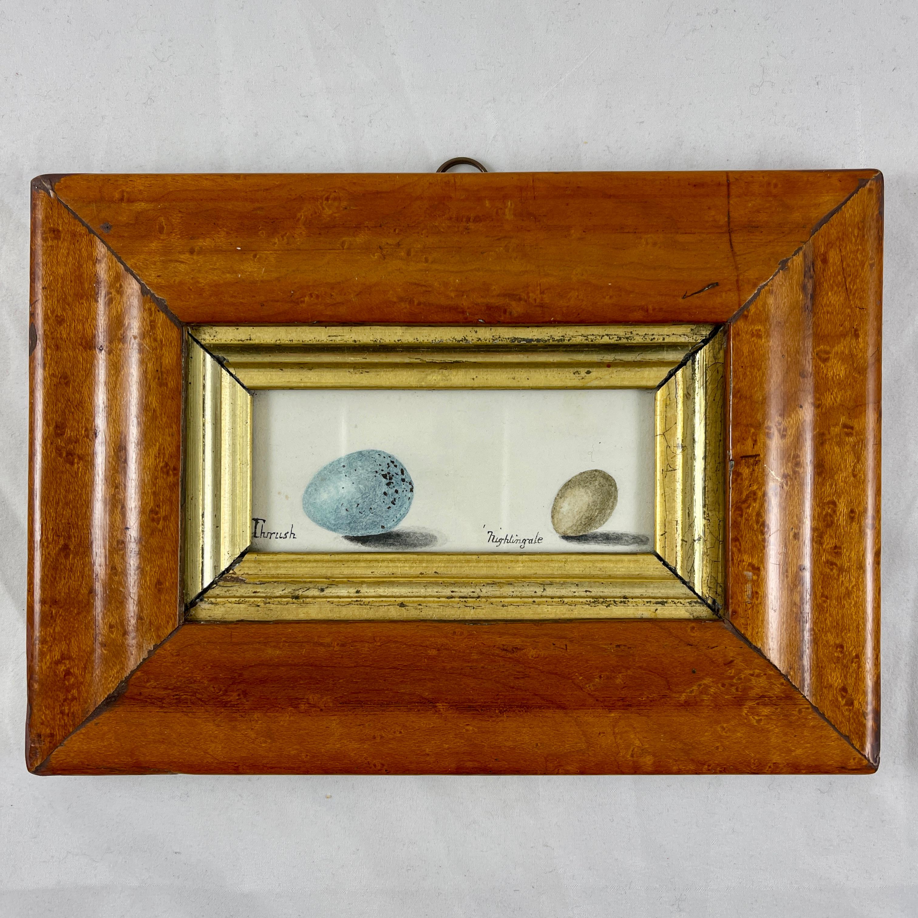 English Regency Period Original Watercolor Maple Frame Thrush & Nightingale Eggs 4