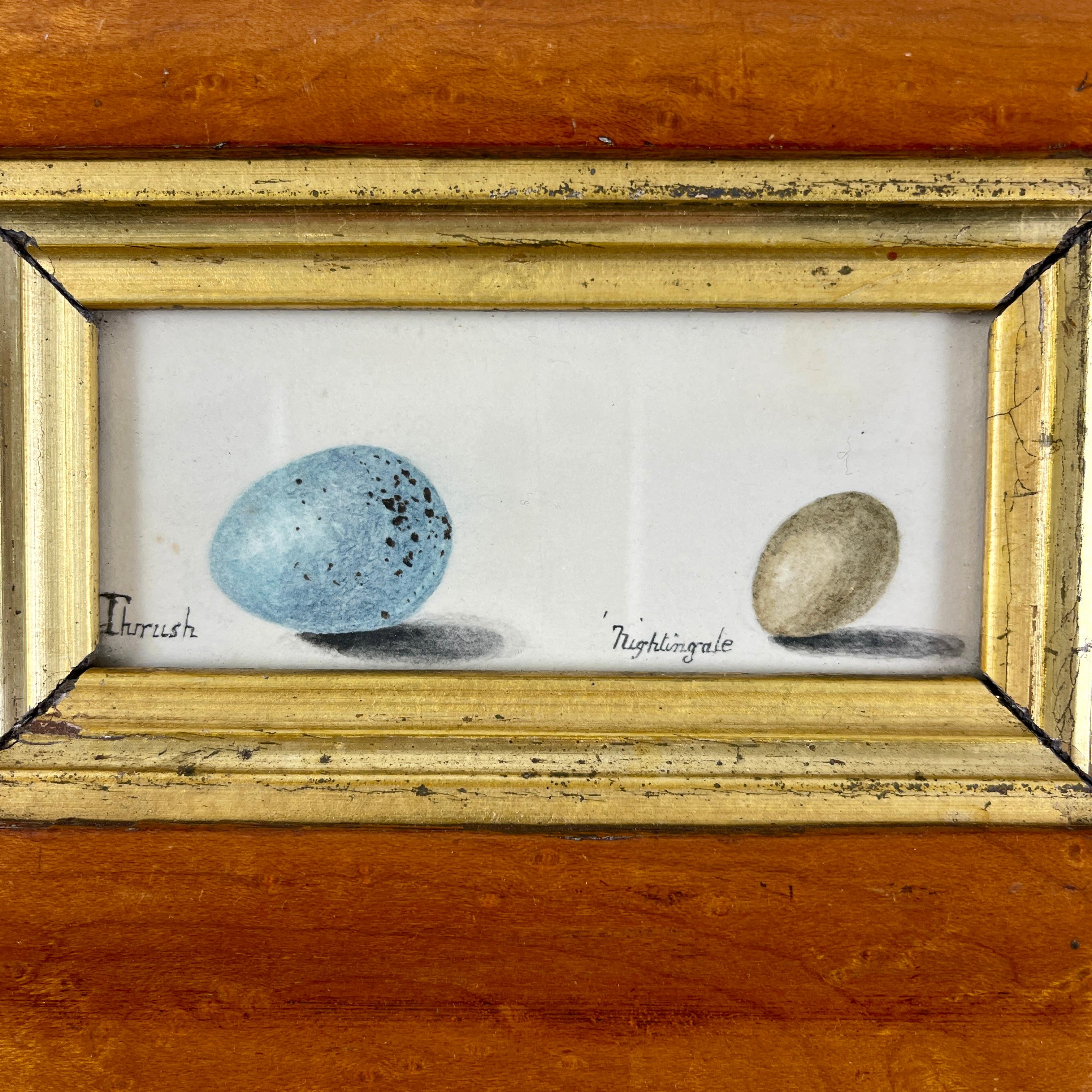An original British School Regency Period watercolor study of two birds eggs, mounted in a Georgian Period Birdseye Maple frame – Circa 1835.

These watercolors were largely painted by young girls from aristocratic families during the Jane Austen