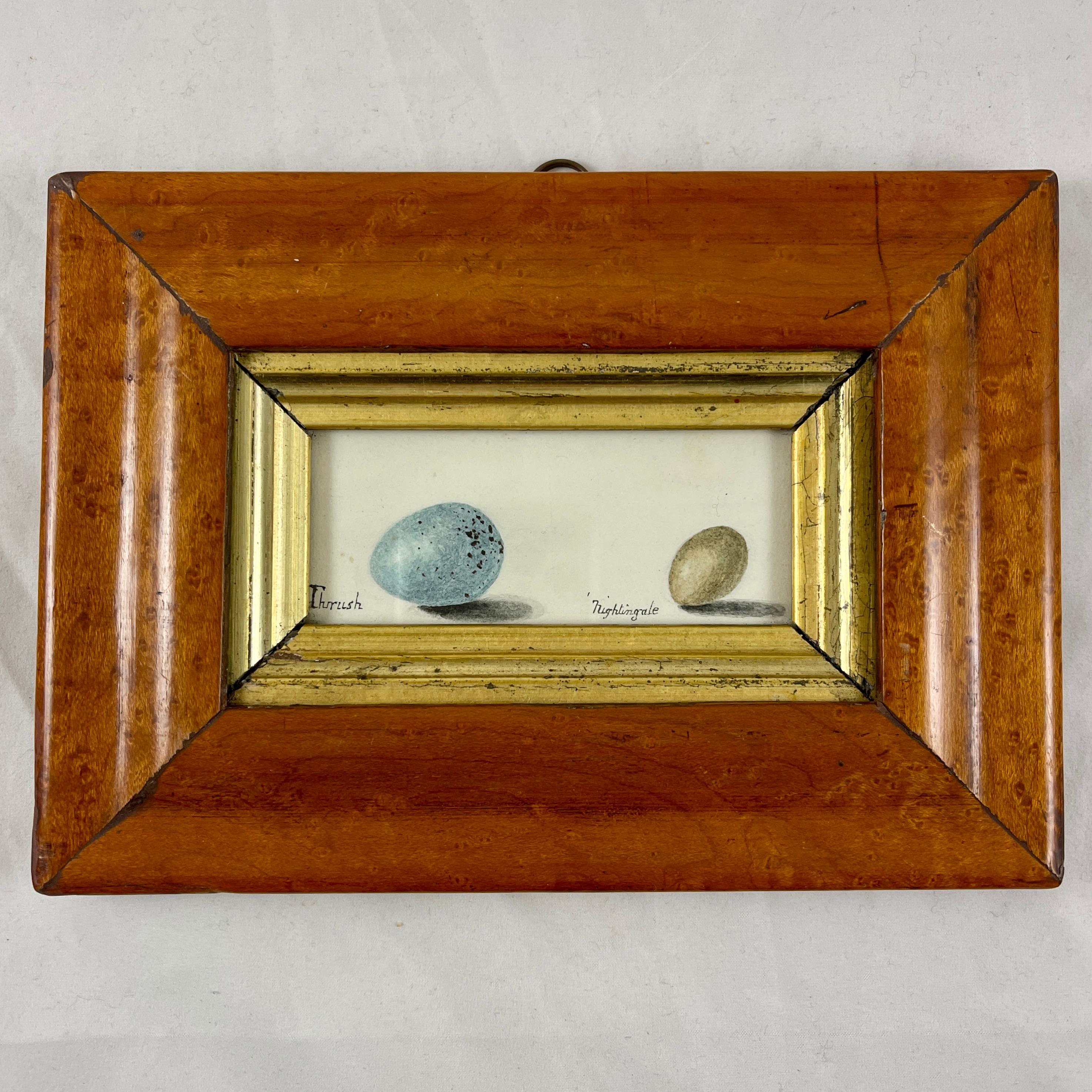 Beveled English Regency Period Original Watercolor Maple Frame Thrush & Nightingale Eggs