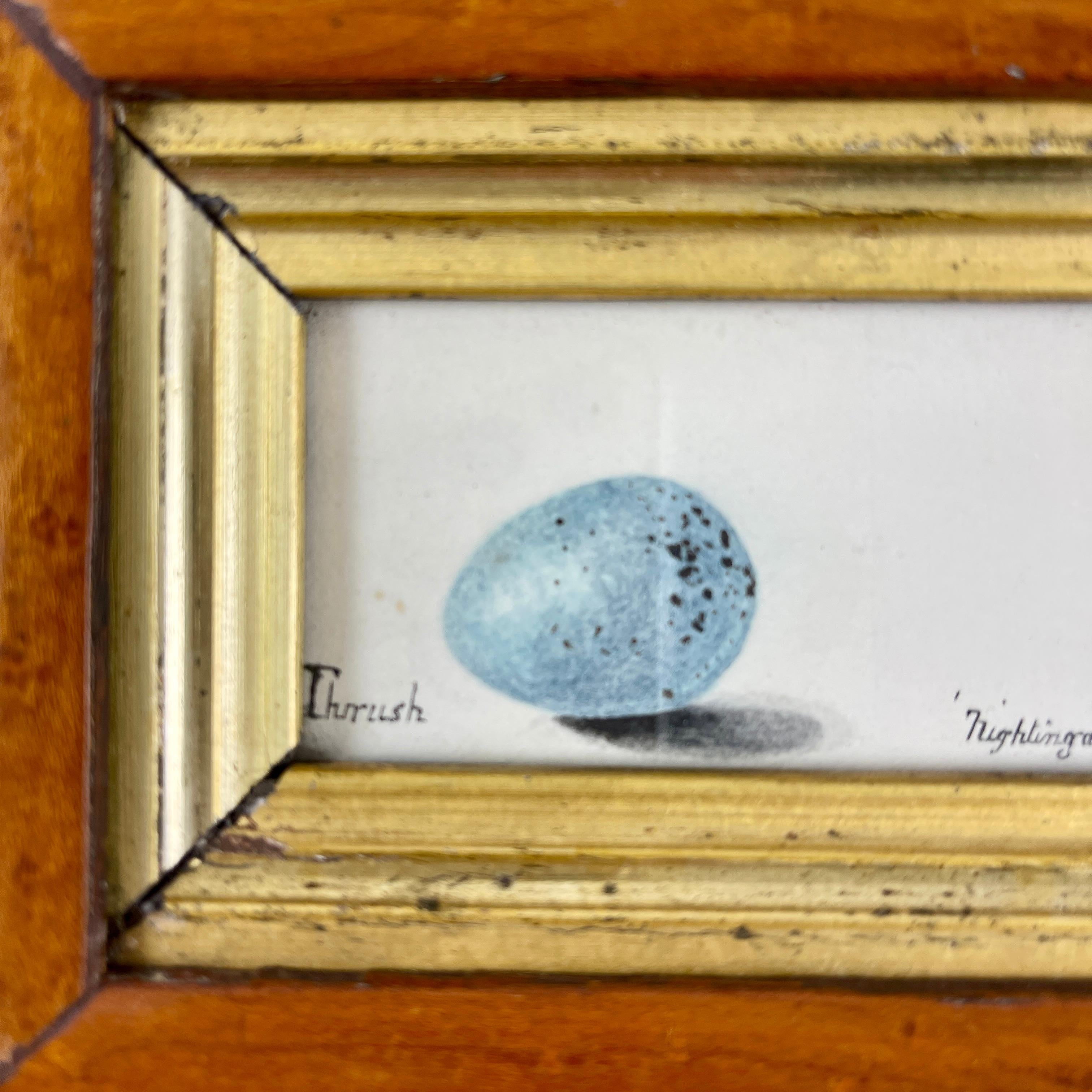 English Regency Period Original Watercolor Maple Frame Thrush & Nightingale Eggs In Good Condition In Philadelphia, PA