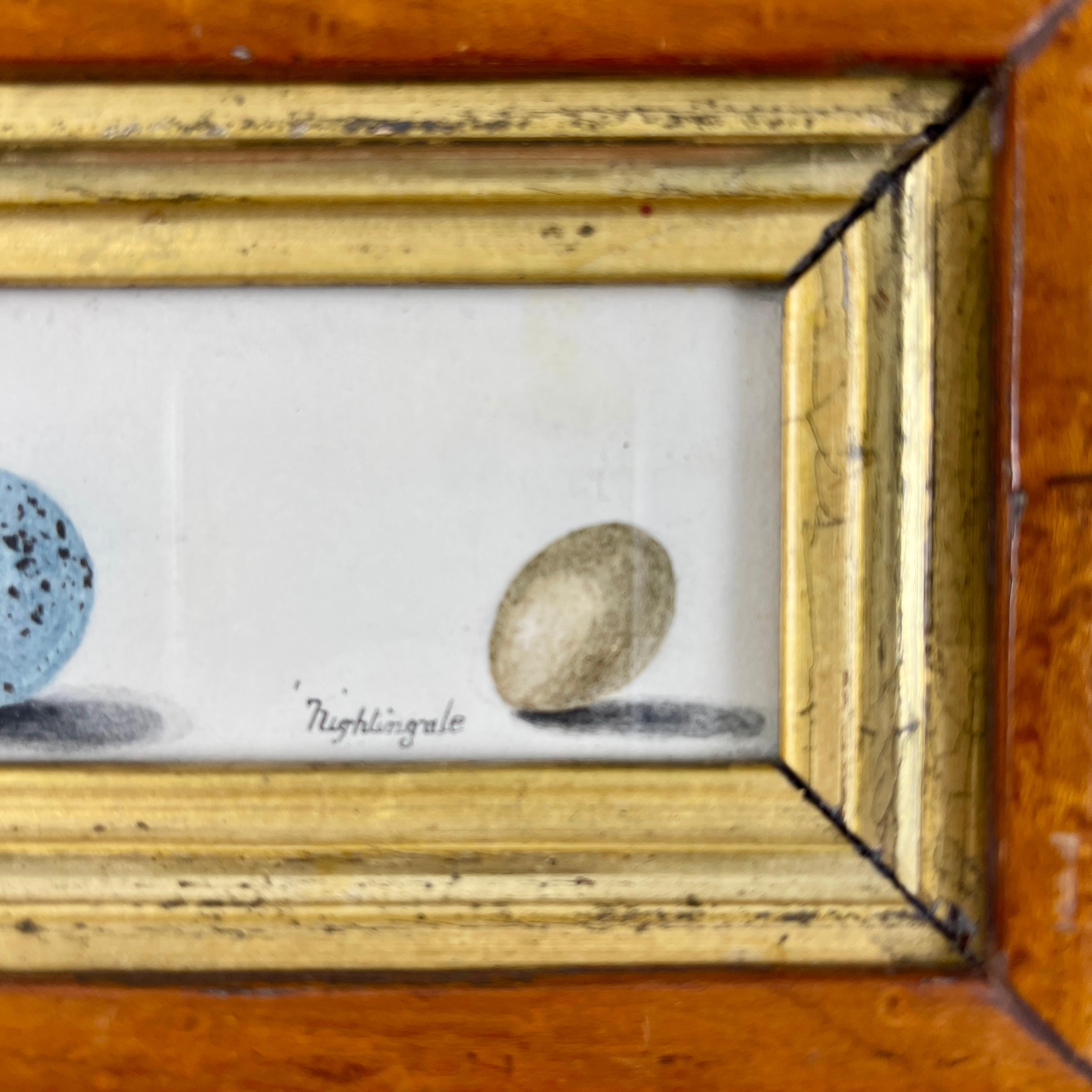 19th Century English Regency Period Original Watercolor Maple Frame Thrush & Nightingale Eggs