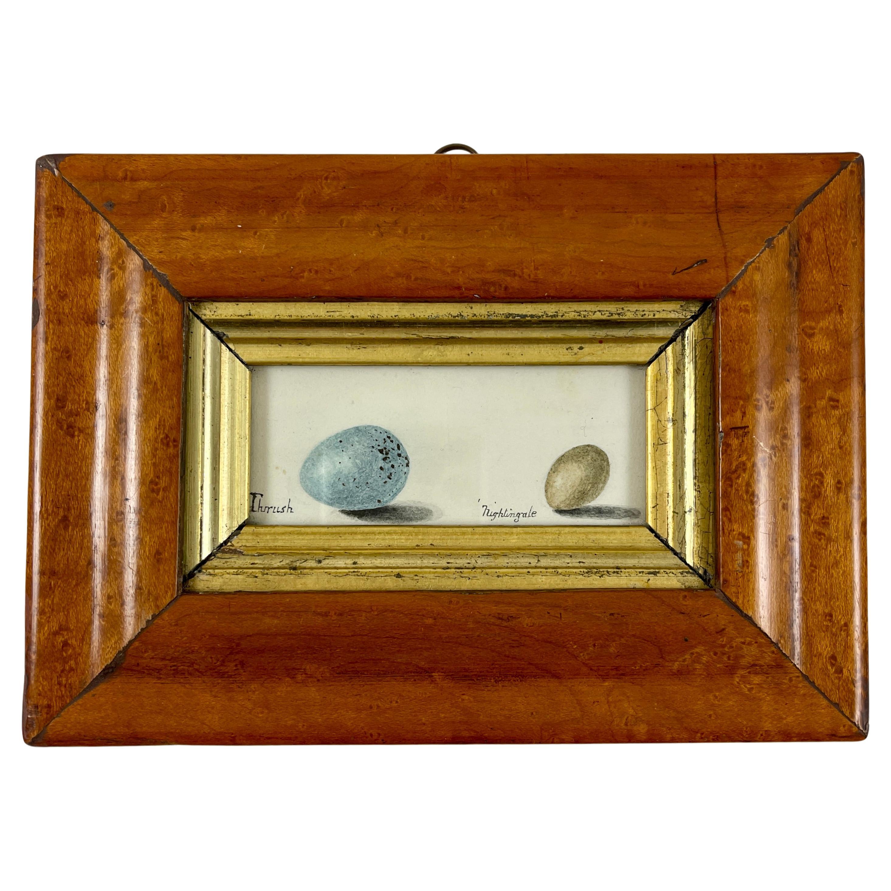 English Regency Period Original Watercolor Maple Frame Thrush & Nightingale Eggs