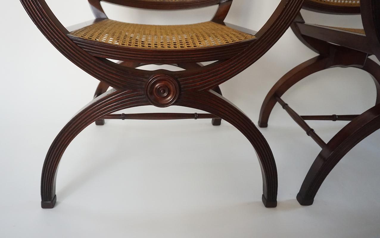 English Regency Style Mahogany and Cane Curule Form Armchairs 2
