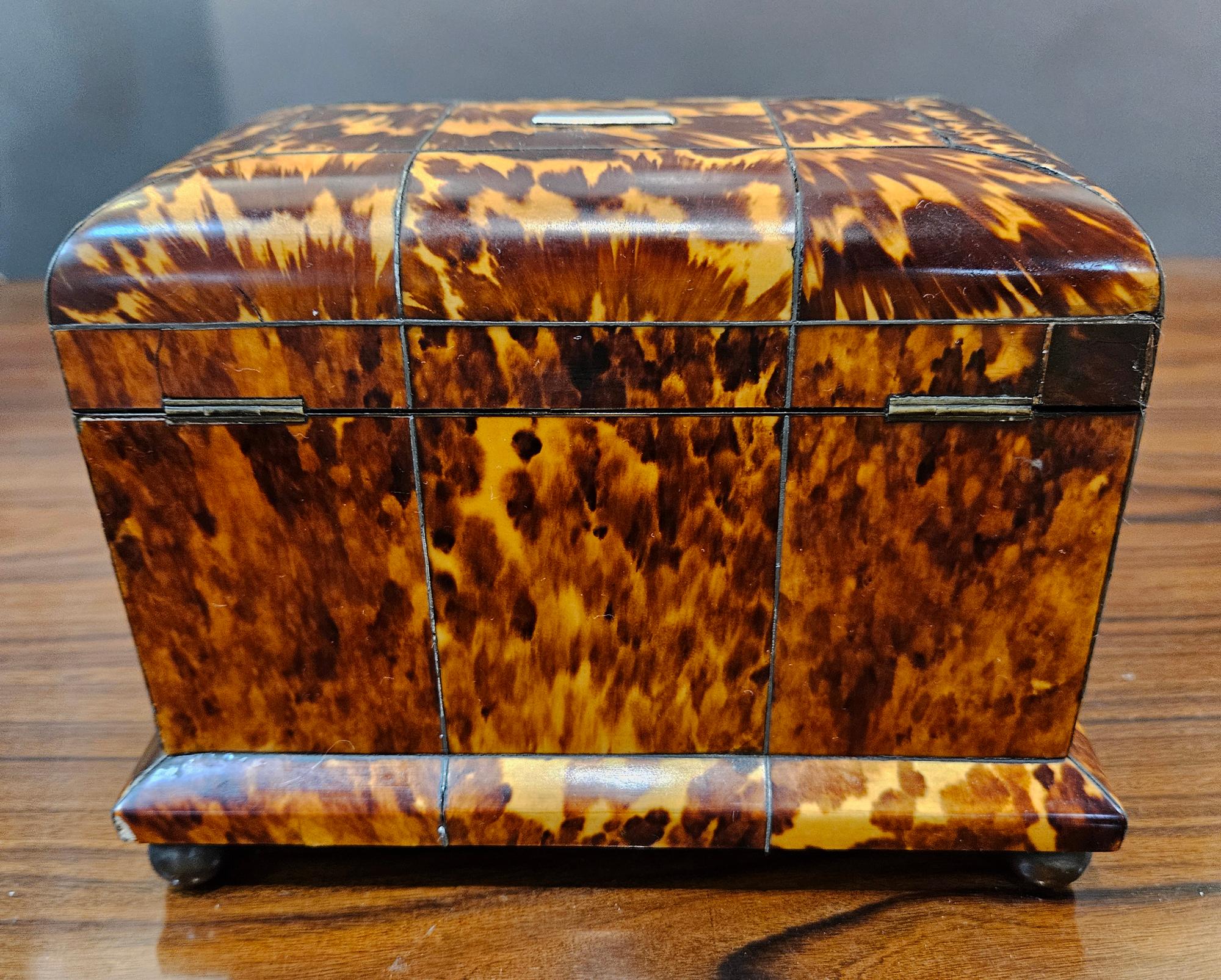 English Regency Tortoiseshell Double Tea Caddy 15
