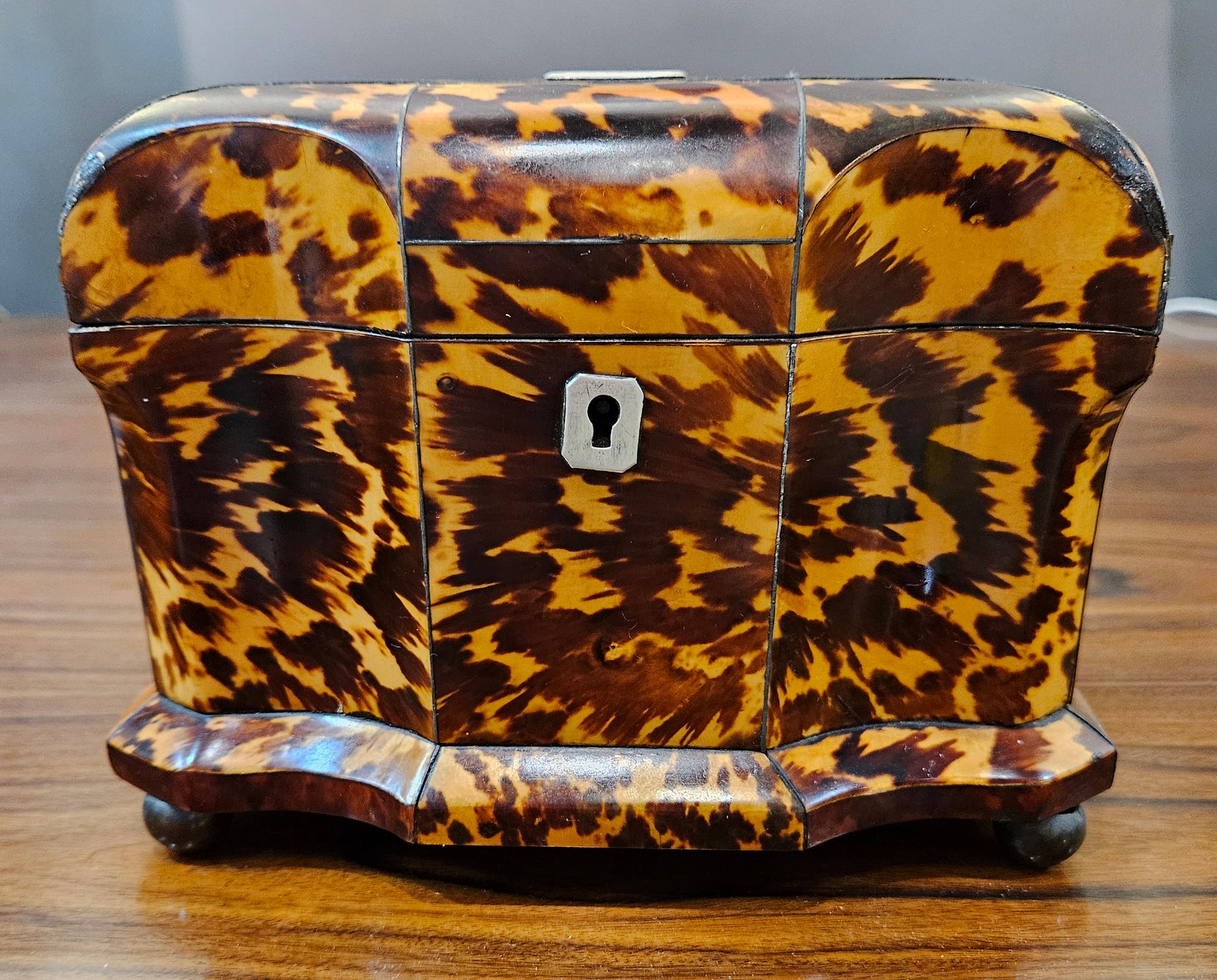 Marine turtle English Regency Tortoiseshell Double Tea Caddy