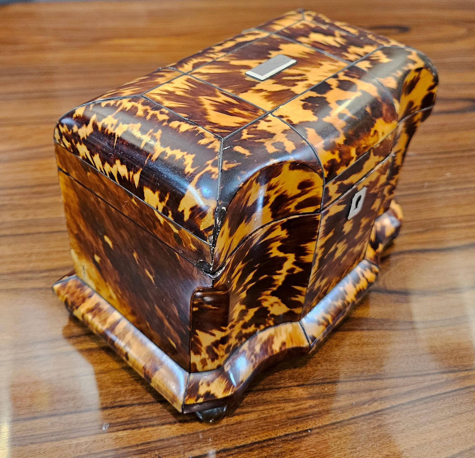 English Regency Tortoiseshell Double Tea Caddy 3