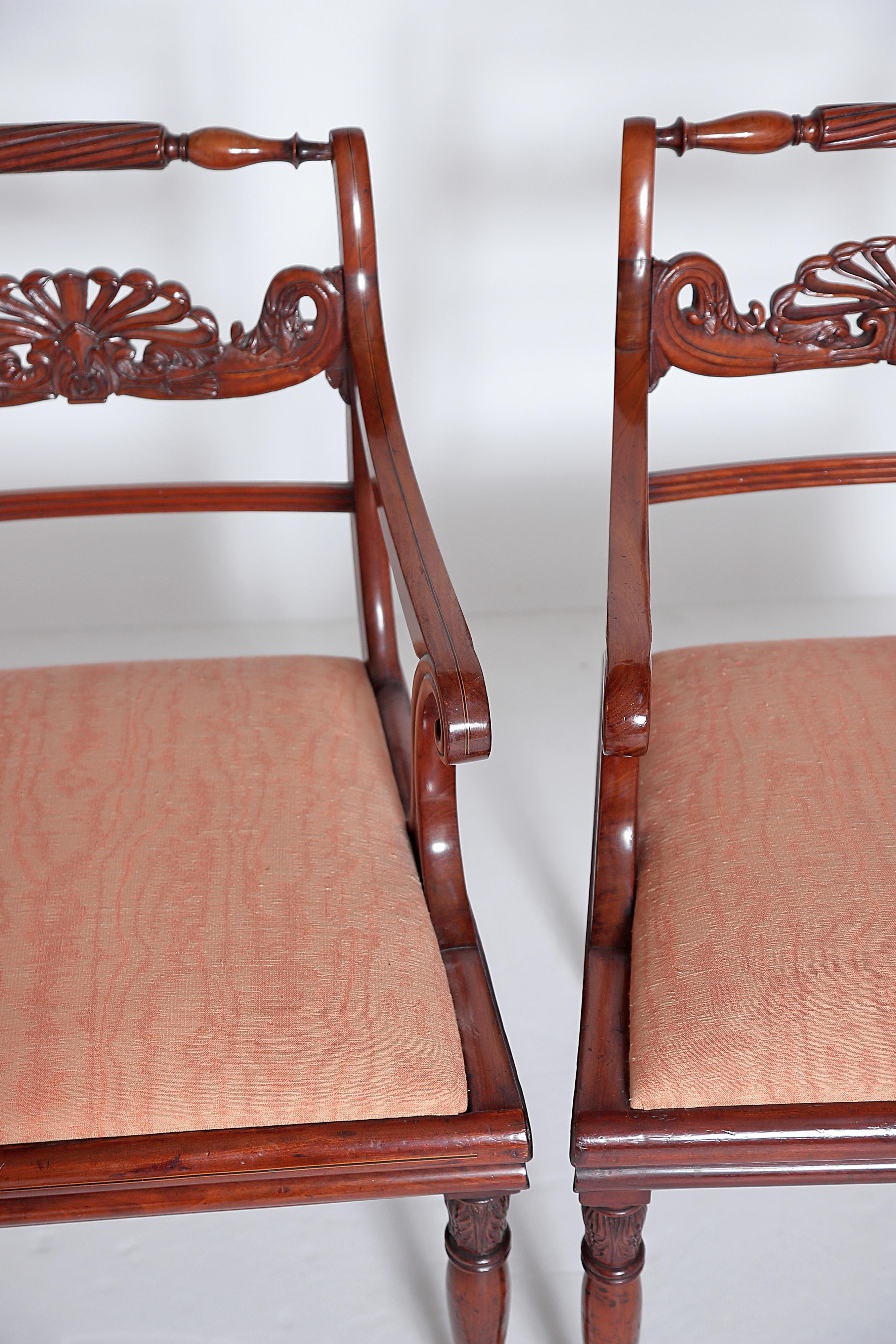 Cotton English Regency 