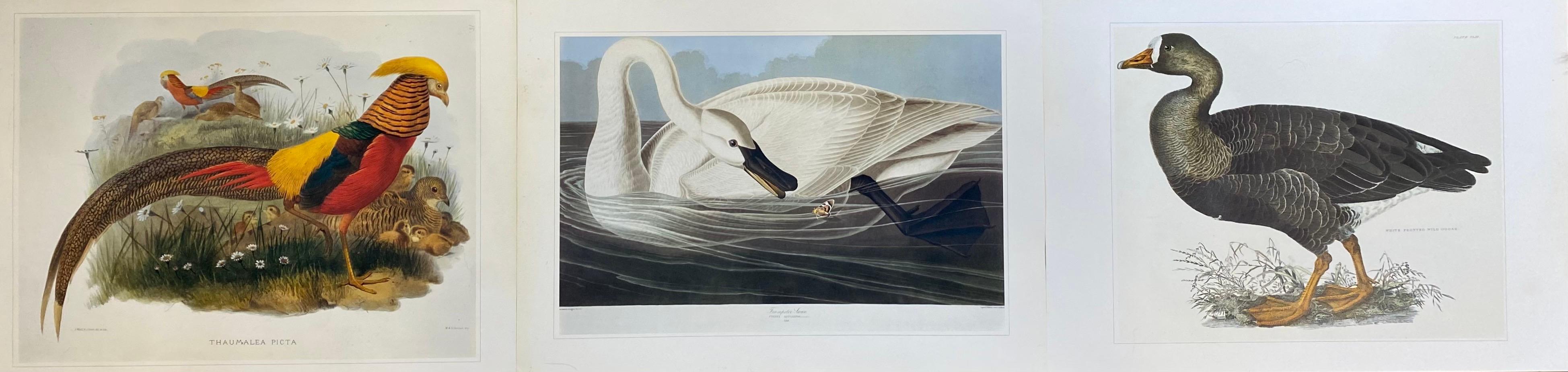 Animal Print Unknown - Magnifique ensemble de 3 impressions classiques de couleurs oiseaux x 3 