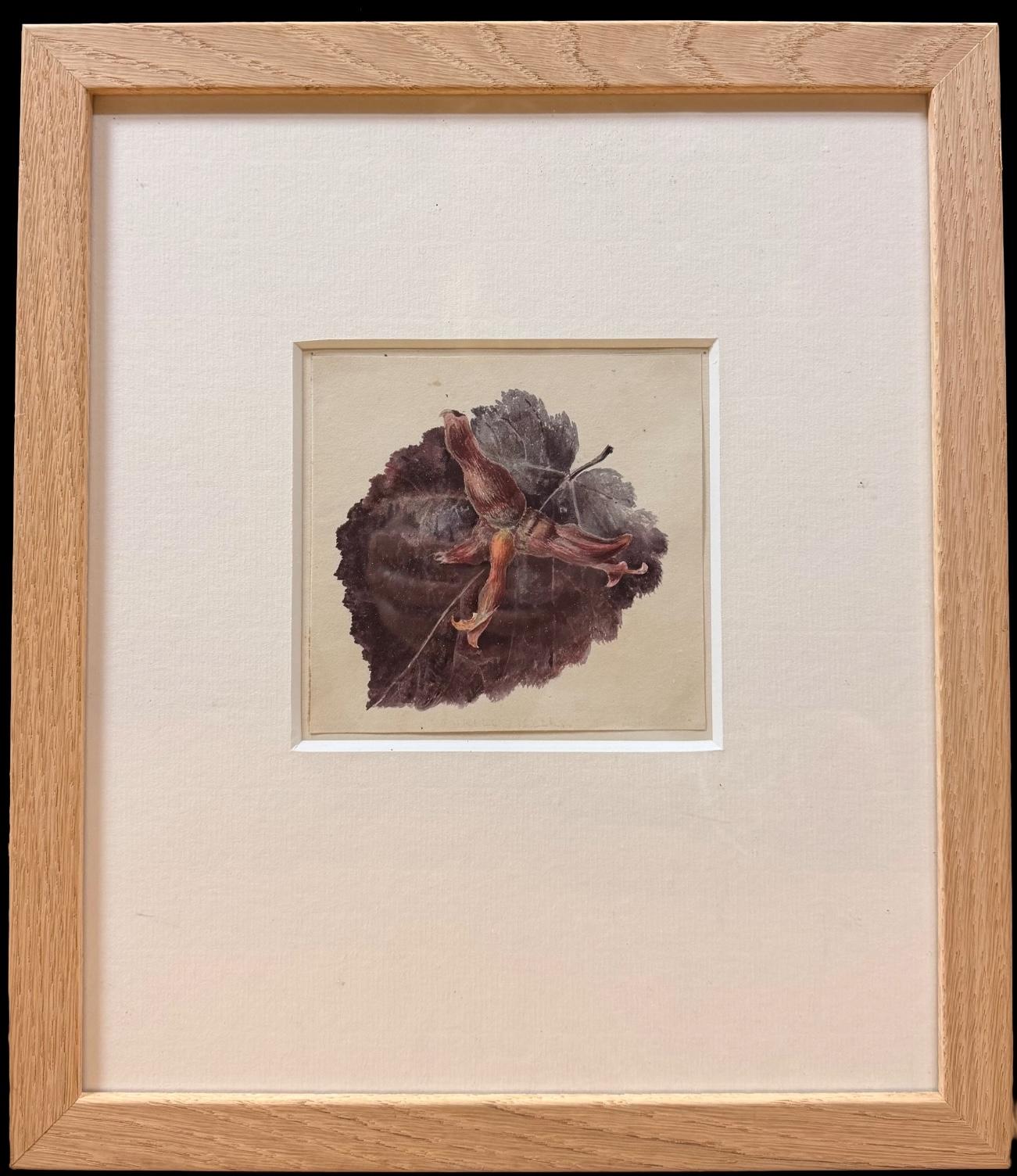 Feine 19. Botanische Aquarell Zeichnung Weibliche Haselnuss Blatt In Holzrahmen