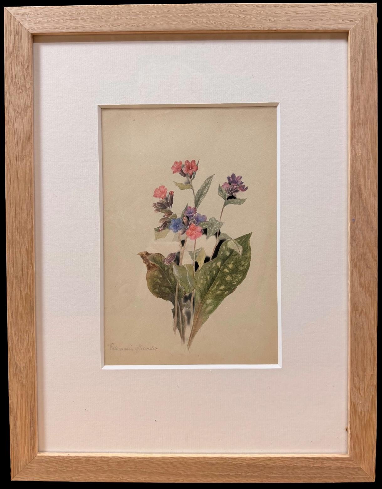 Feine 19. botanische Aquarell-Zeichnung von rosa und lila Lungenkraut Blume