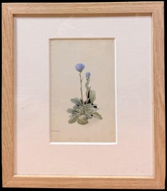 Fine 19th Botanical Watercolour Drawing Of A Blue Globe-Flower Wooden Frame