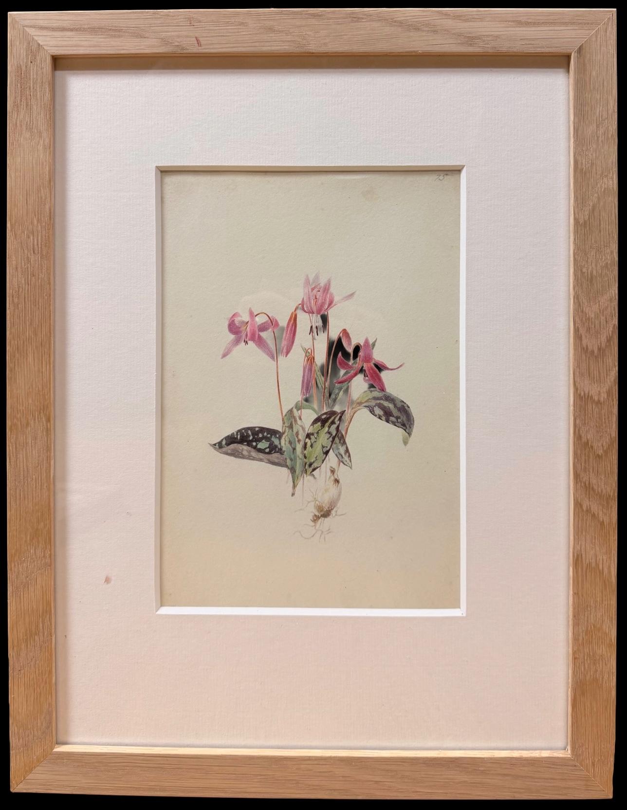 Fine 19th Botanical Watercolour Drawing Of A Dog-tooth Violet In Wooden Frame