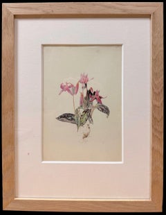 Fine 19th Botanical Watercolour Drawing Of A Dog-tooth Violet In Wooden Frame