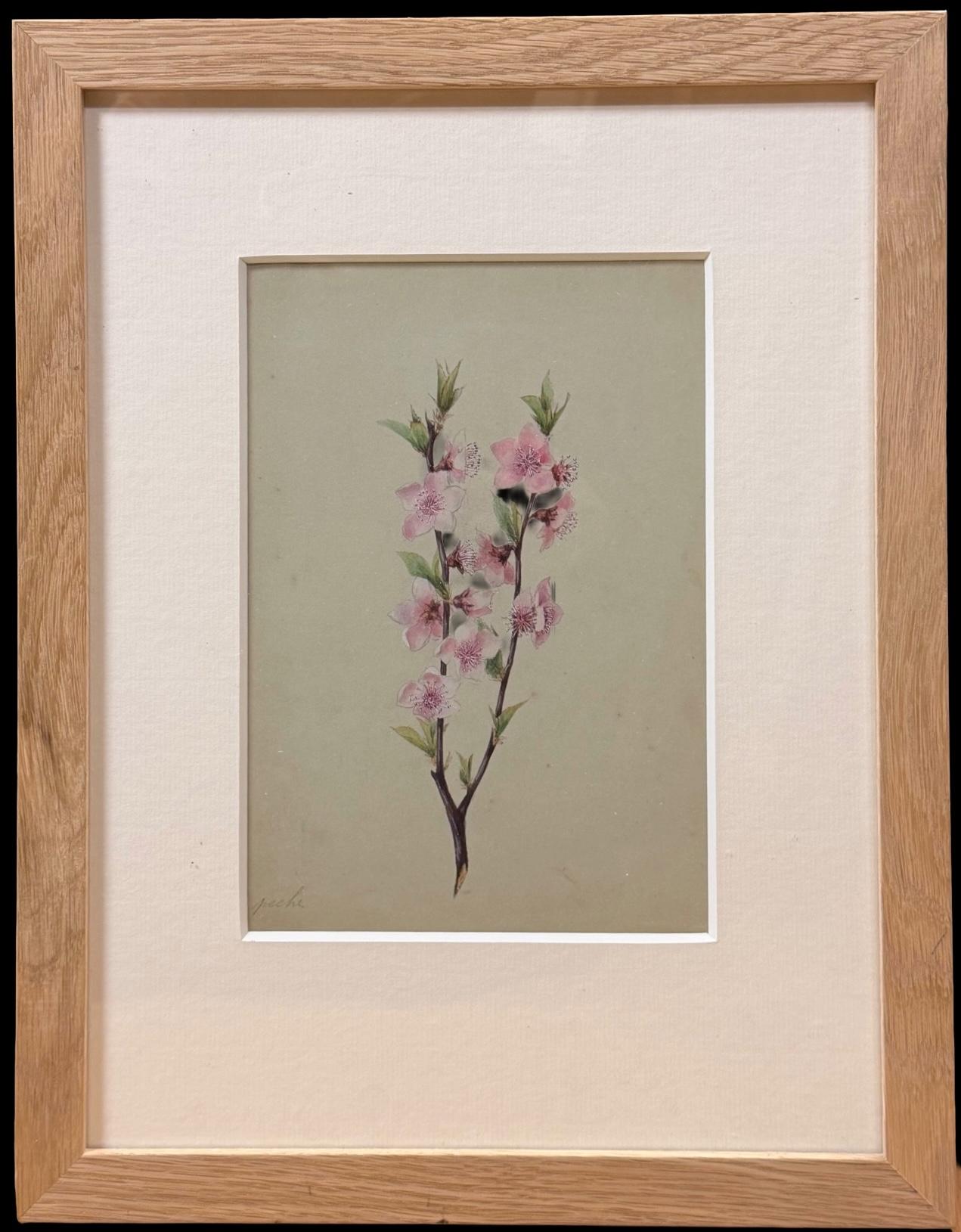 Feine 19. botanische Aquarellzeichnung einer Pfirsichblüte in Holzrahmen