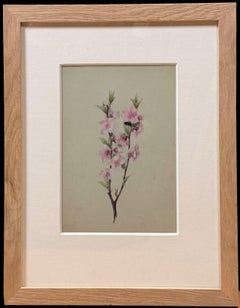 Fine 19th Botanical Watercolour Drawing Of a Peach Flower in Wooden Frame