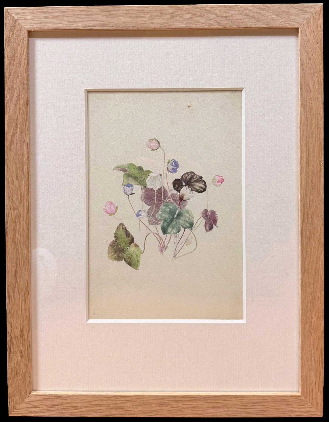 Fine 19th Botanical Watercolour Drawing Of A Sweet Violet Flower Wooden Frame