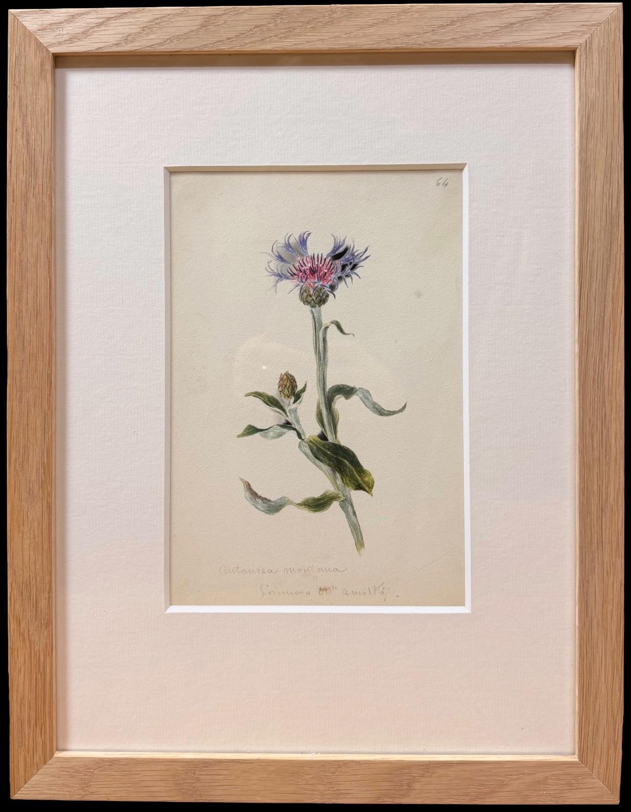 Feine 19. botanische Aquarell Zeichnung von Centaurea Cyanusn in Holzrahmen