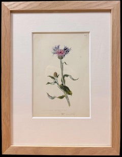Fine 19th Botanical Watercolour Drawing Of Centaurea Cyanusn In Wooden Frame
