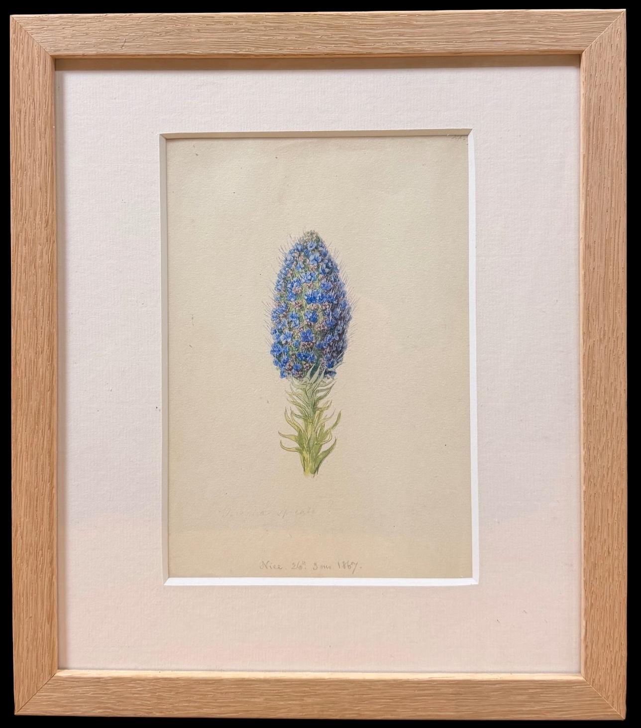 English School, 19th Century Still-Life - Fine 19th Botanical Watercolour Drawing Of Grape Hyacinthn In Wooden Frame
