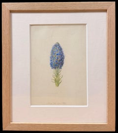 Fine 19th Botanical Watercolour Drawing Of Grape Hyacinthn In Wooden Frame