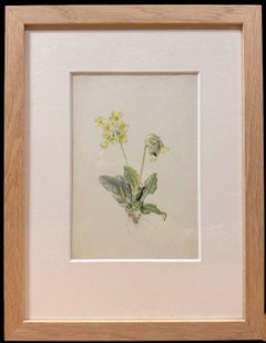 Fine 19th Botanical Watercolour Drawing Of Soft Yellow Cowslips Wooden Frame
