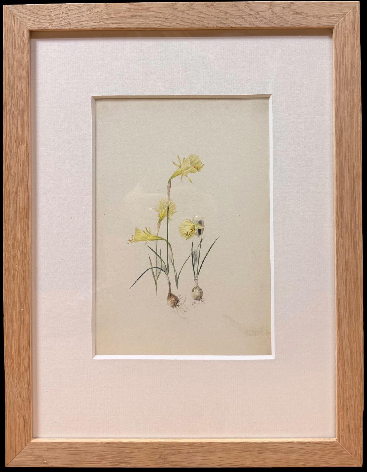 English School, 19th Century Still-Life - Fine 19th Botanical Watercolour Drawing Of Spring Daffodils With Bulbs