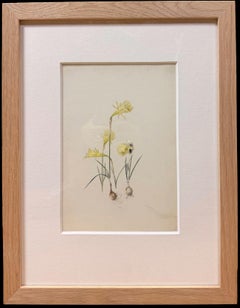 Fine 19th Botanical Watercolour Drawing Of Spring Daffodils With Bulbs
