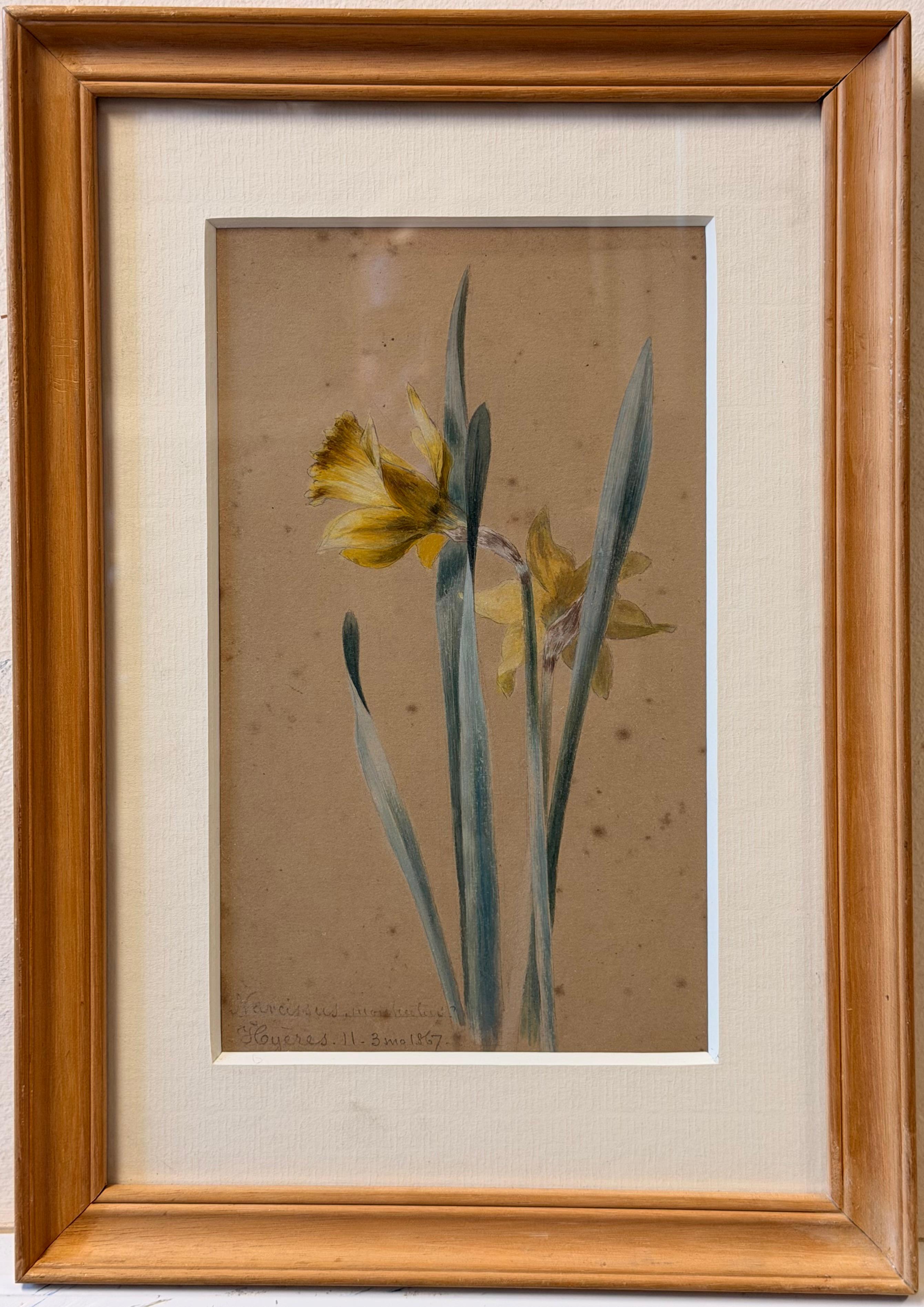 Fine 19th Botanical Watercolour Drawing Of Two Spring Daffodil Stems