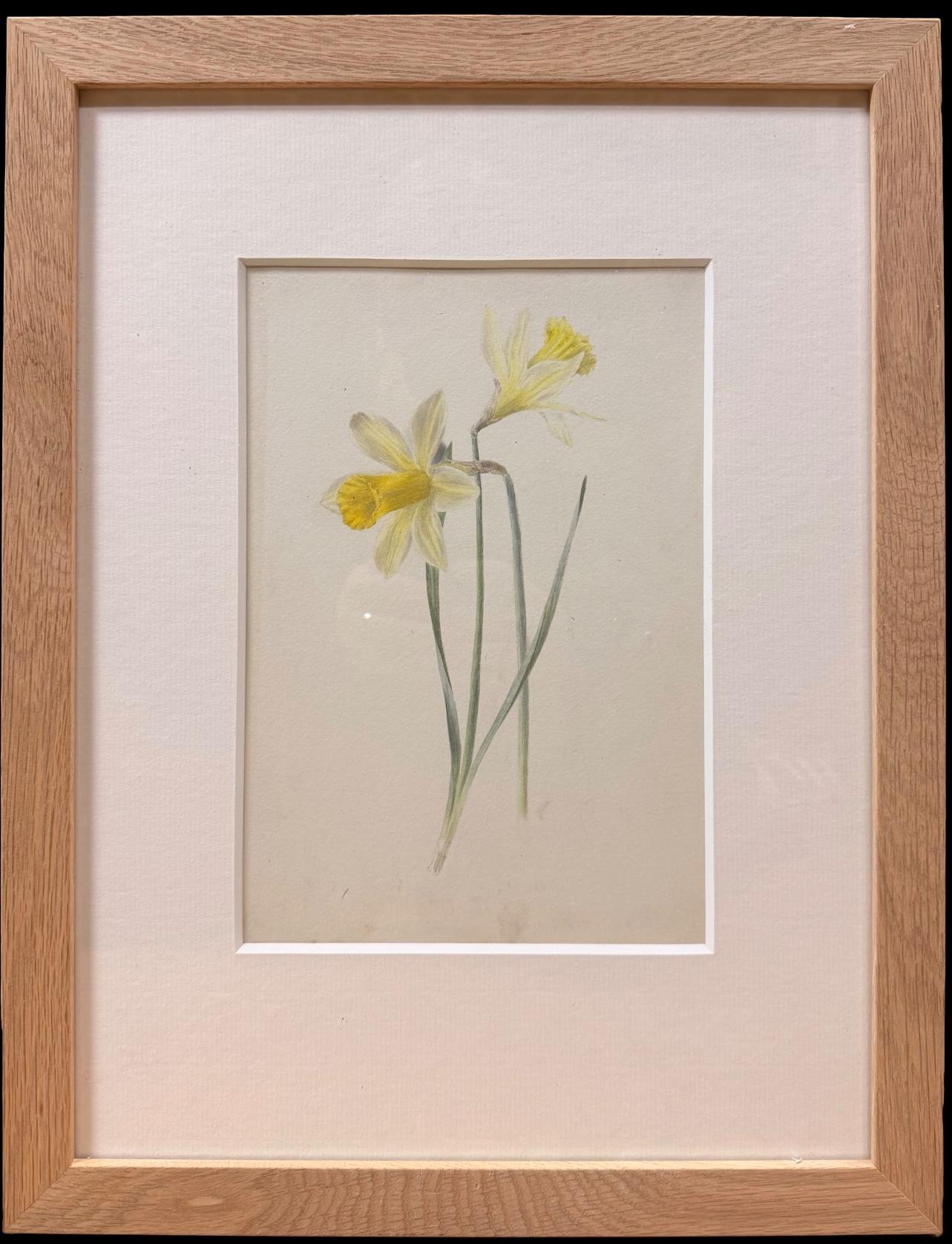 Fine 19th Botanical Watercolour Drawing Of Two Spring Daffodils in Wooden Frame