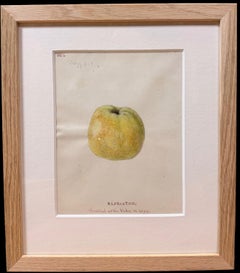 Fine 19th Botanical Watercolour Of A Green/Slow Bruising Apple In Wooden Frame