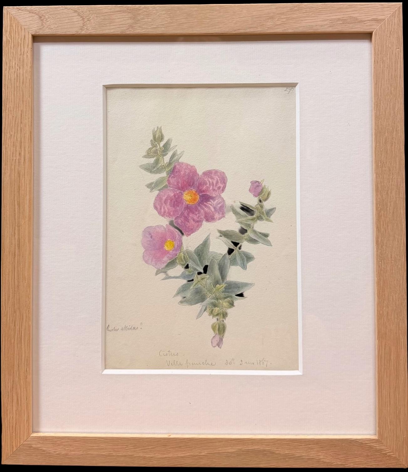 Feines 19. botanisches Aquarell einer rosa Zistrosenblüte in Holzrahmen