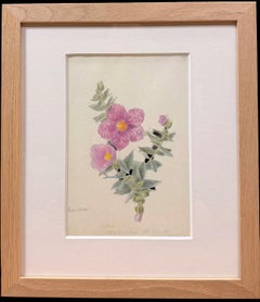 Antique Fine 19th Botanical Watercolour Of A Pink Rock Rose Flower In Wooden Frame