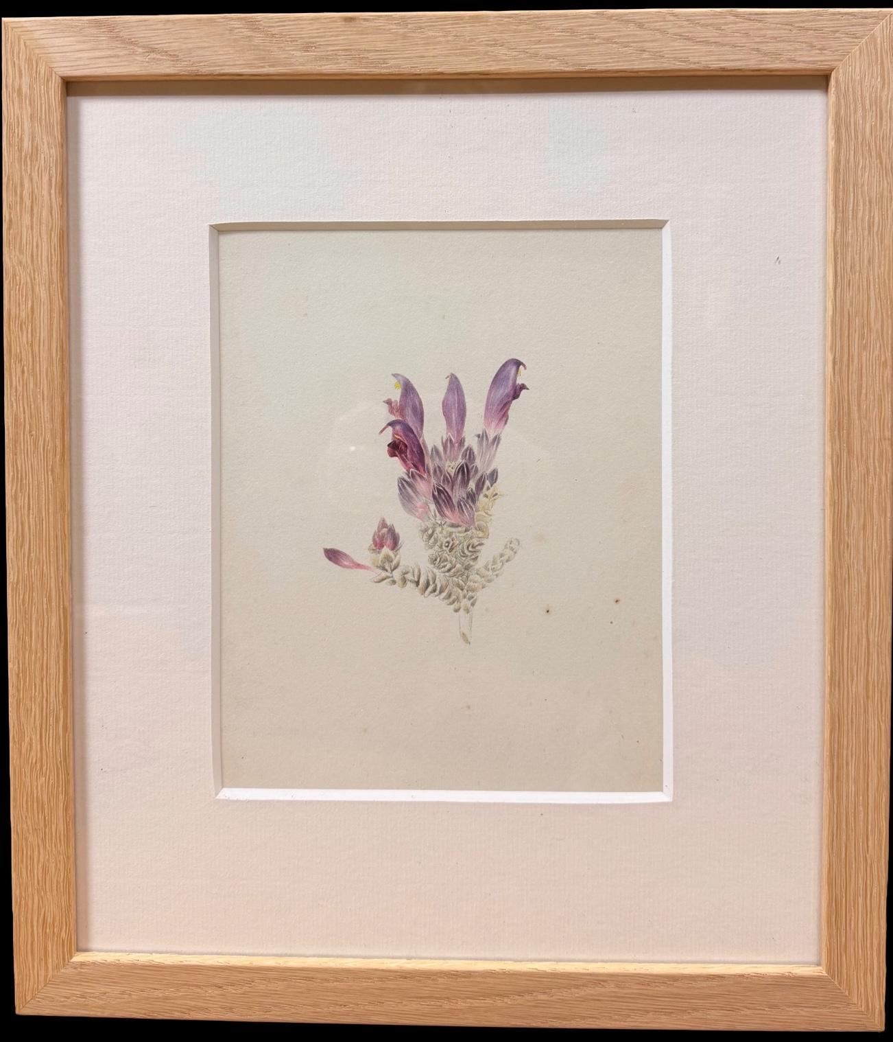 Feines 19. botanisches Aquarell einer lila Läusekrautblüte in Holzrahmen