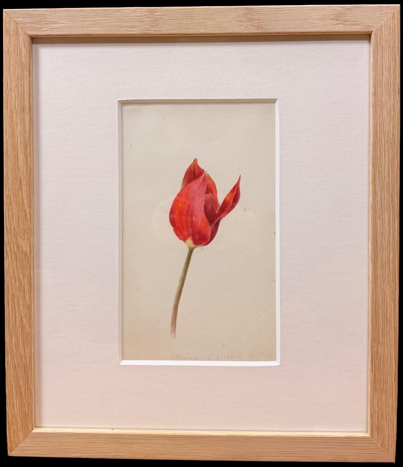 English School, 19th Century Still-Life – Feines 19. botanisches Aquarell einer roten Tulpenblüte in Holzrahmen