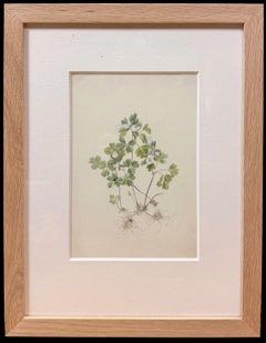 Fine 19th Botanical Watercolour Of A Wood Anemone Flower In Wooden Frame