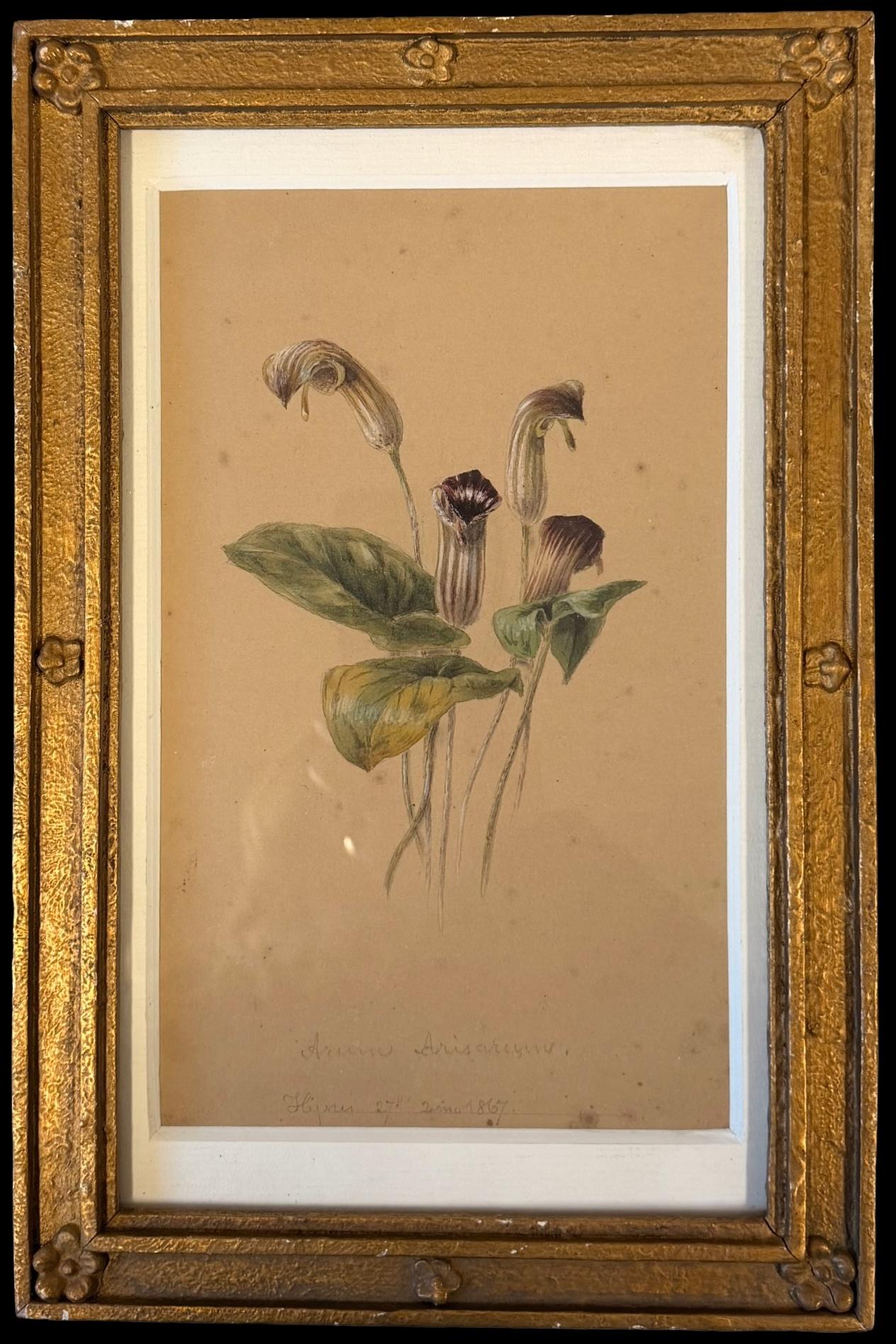 Fine 19th Botanical Watercolour Of Lords-and-ladies Flower In A Golden Frame