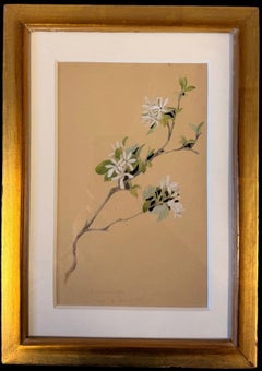Fine 19th Botanical Watercolour Of Serviceberry Blossom Flower In A Golden Frame