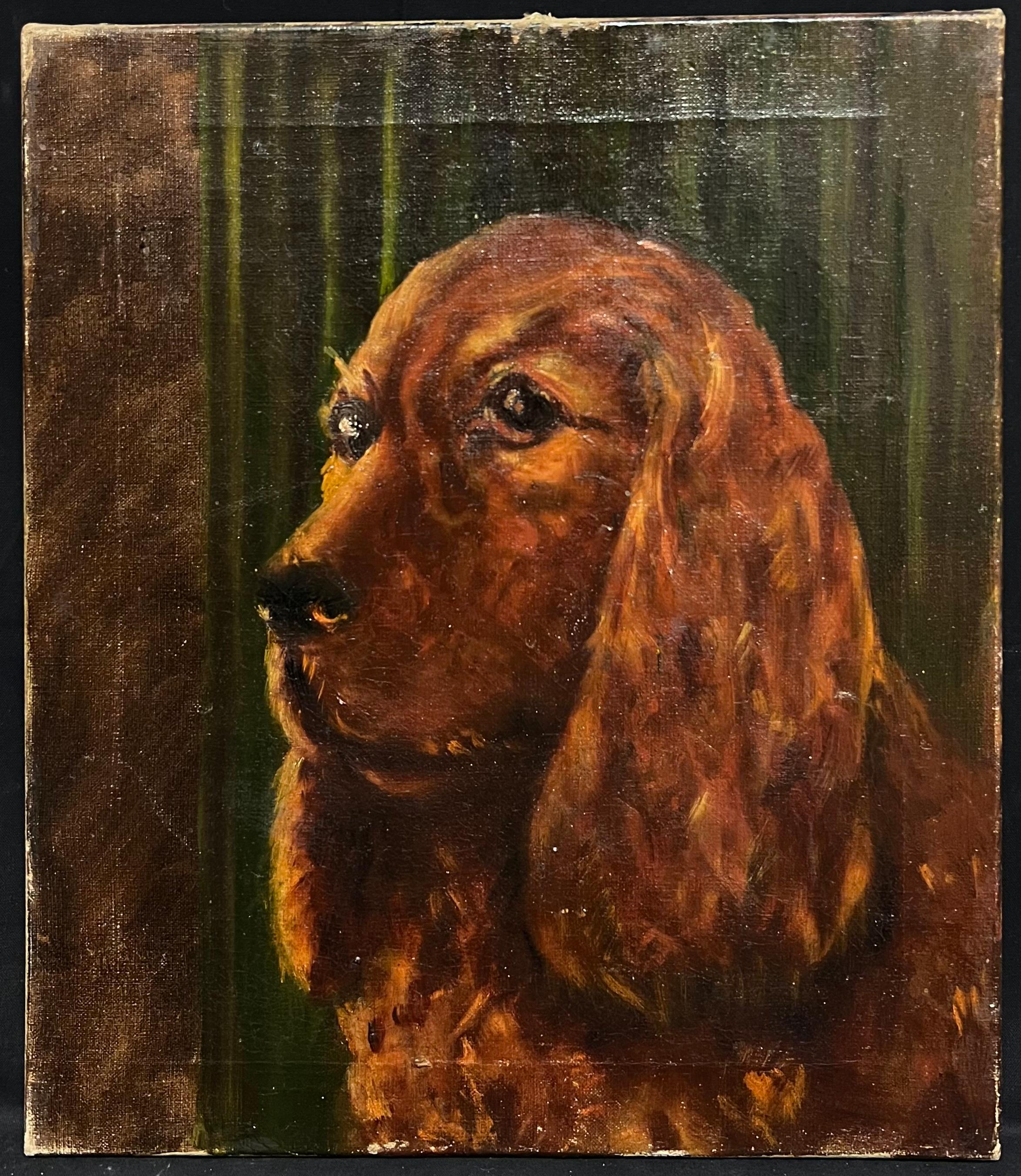 Ritratto del 20° secolo di un cane Setter rosso/ Spaniel dipinto ad olio - Painting di English School