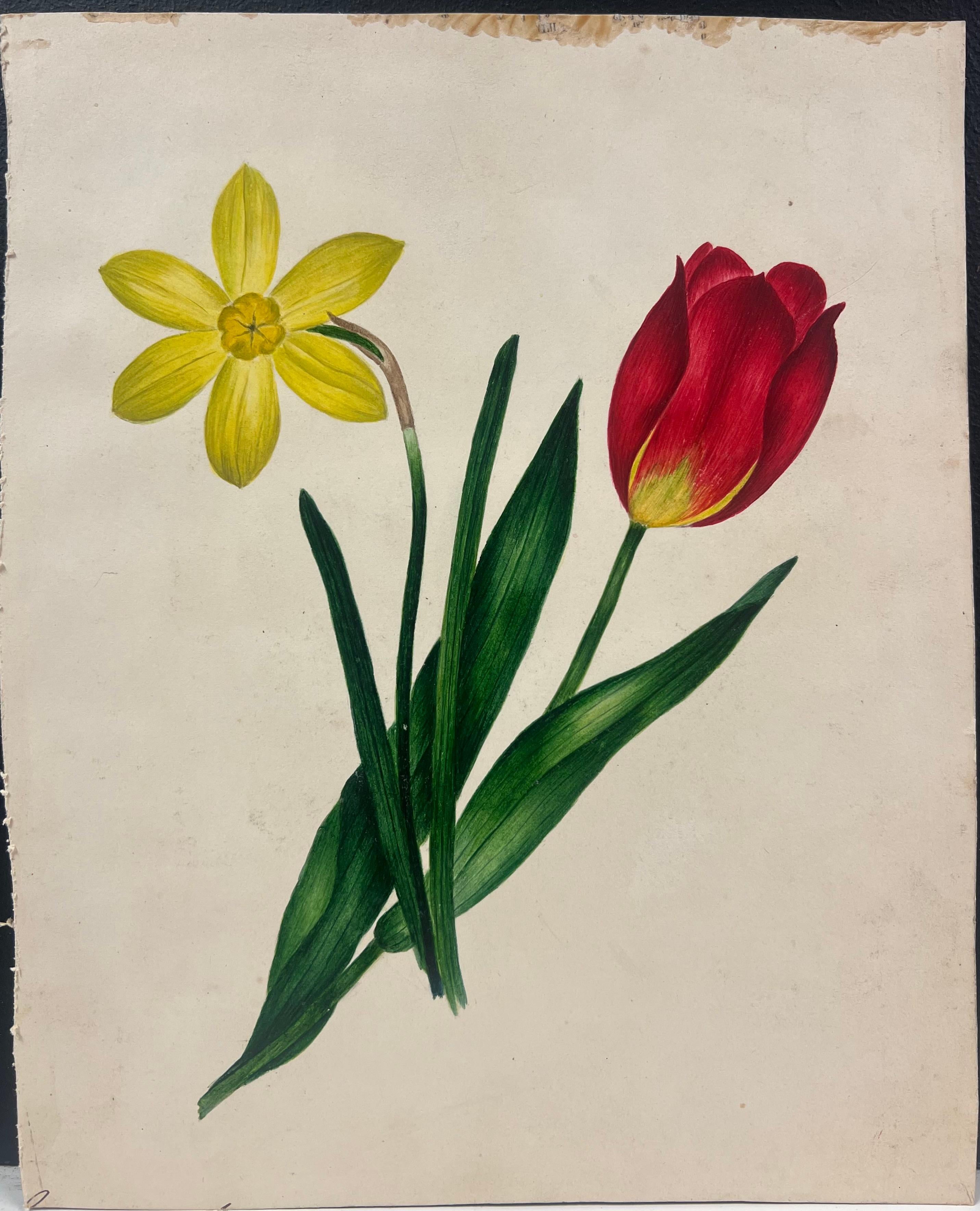 Pittura botanica ad acquerello di un tulipano rosso e foglie verdi di narciso giallo - Painting di English School