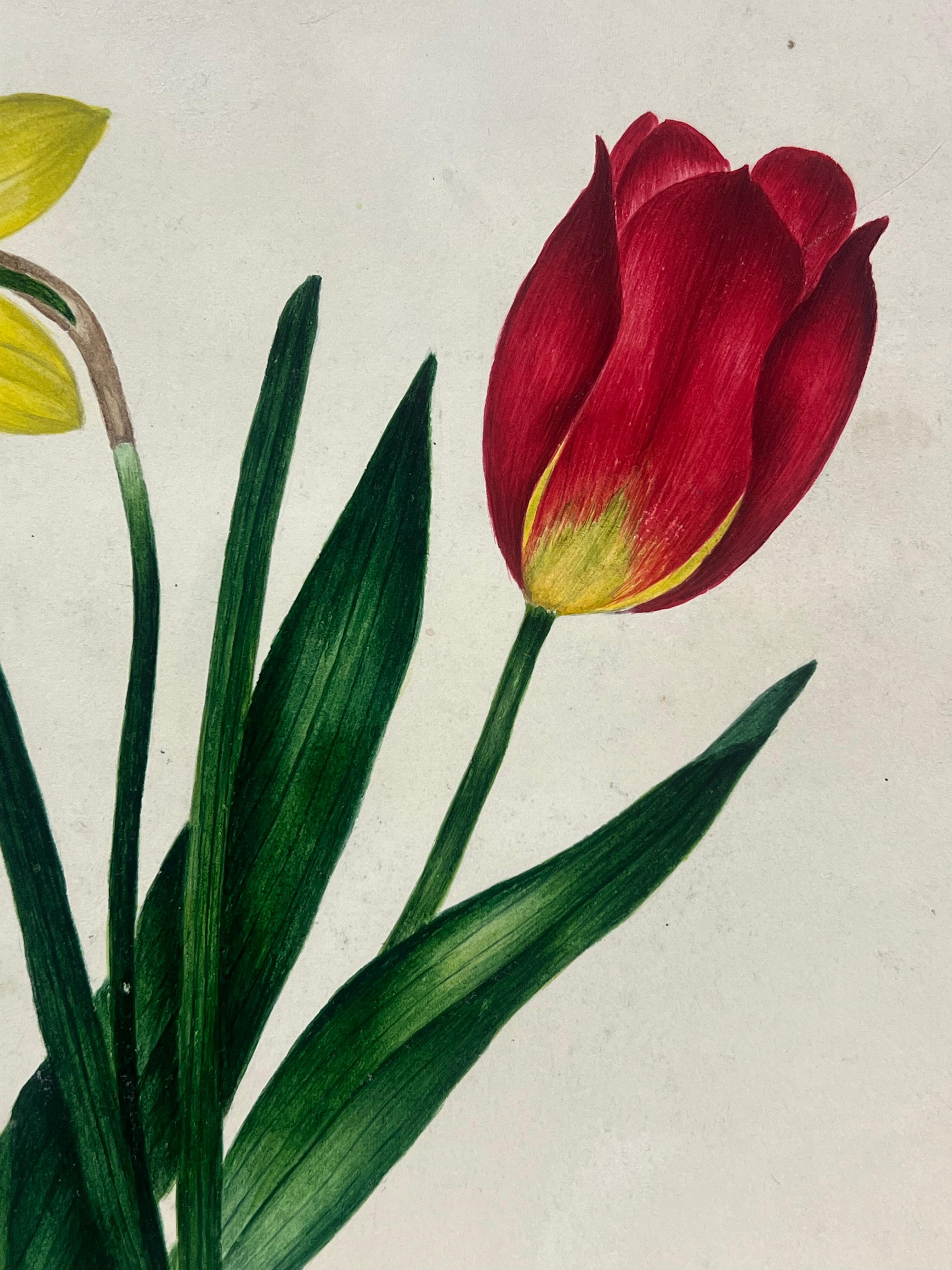 Pittura botanica ad acquerello di un tulipano rosso e foglie verdi di narciso giallo - Painting Scuola inglese di English School
