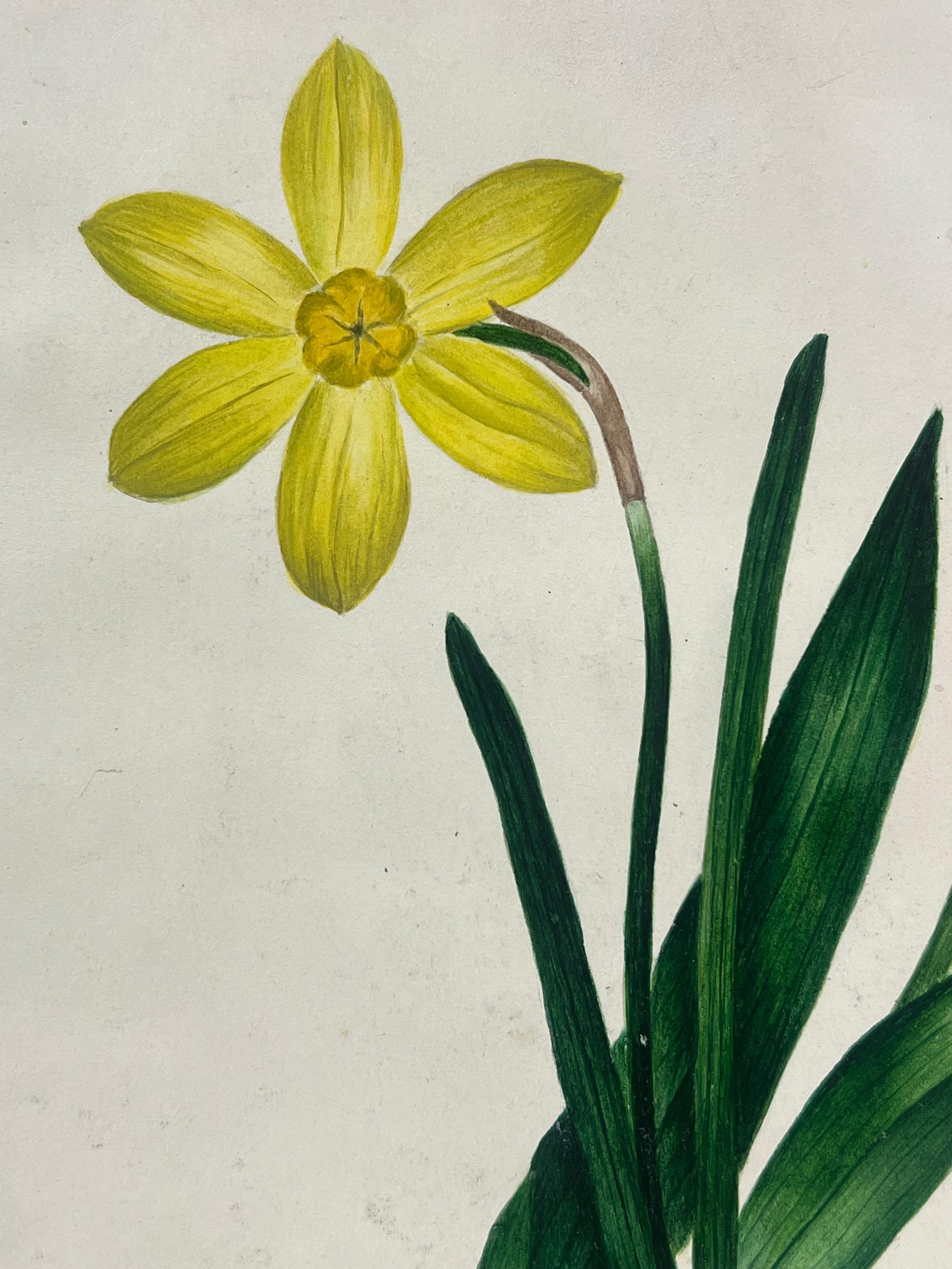 Pittura botanica ad acquerello di un tulipano rosso e foglie verdi di narciso giallo - Still-Life Painting Beige di English School