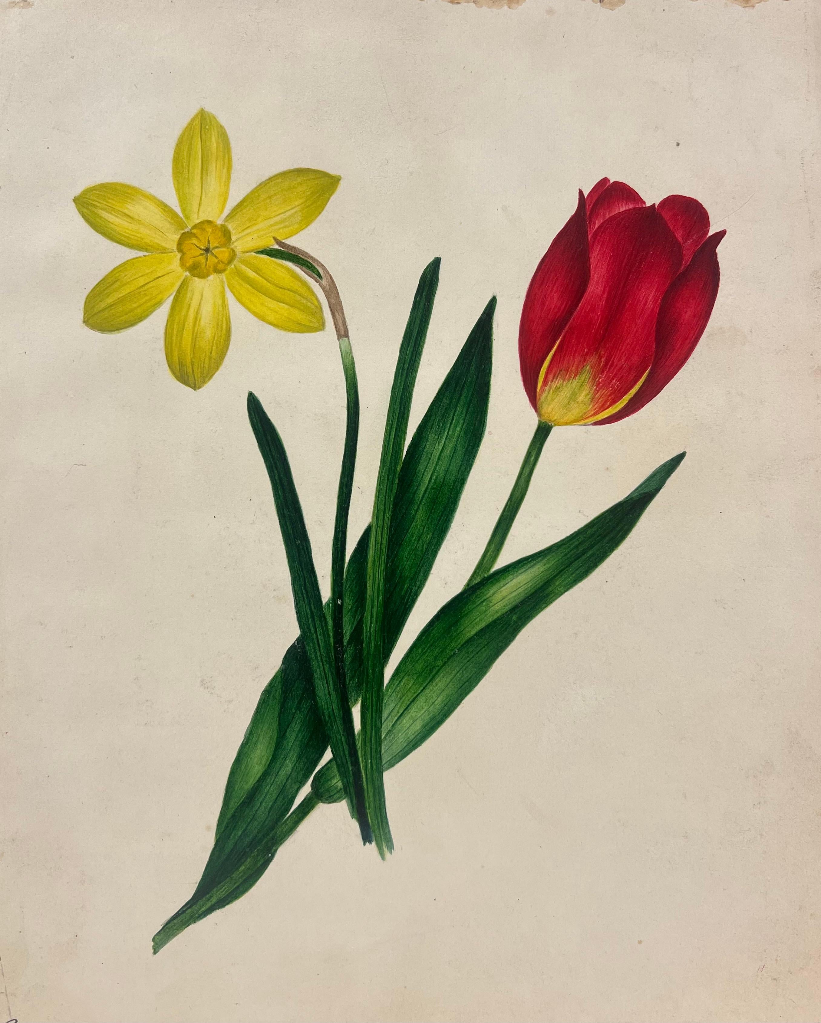Botanical Watercolour Painting of a Red Tulip and Yellow Daffodil Green Leaves