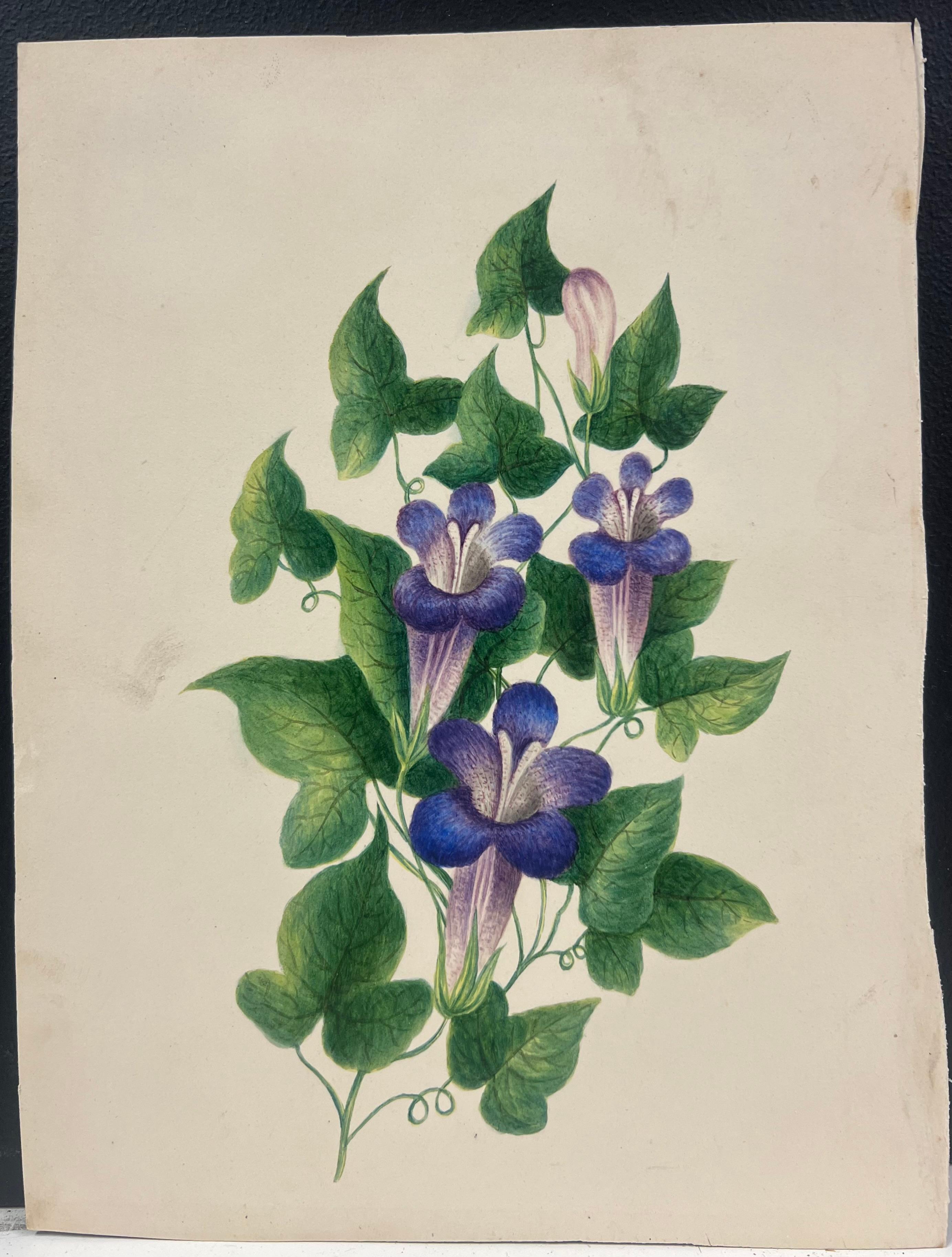 Pintura botánica a la acuarela de flores de trompeta púrpura con exuberante follaje verde - Painting de English School
