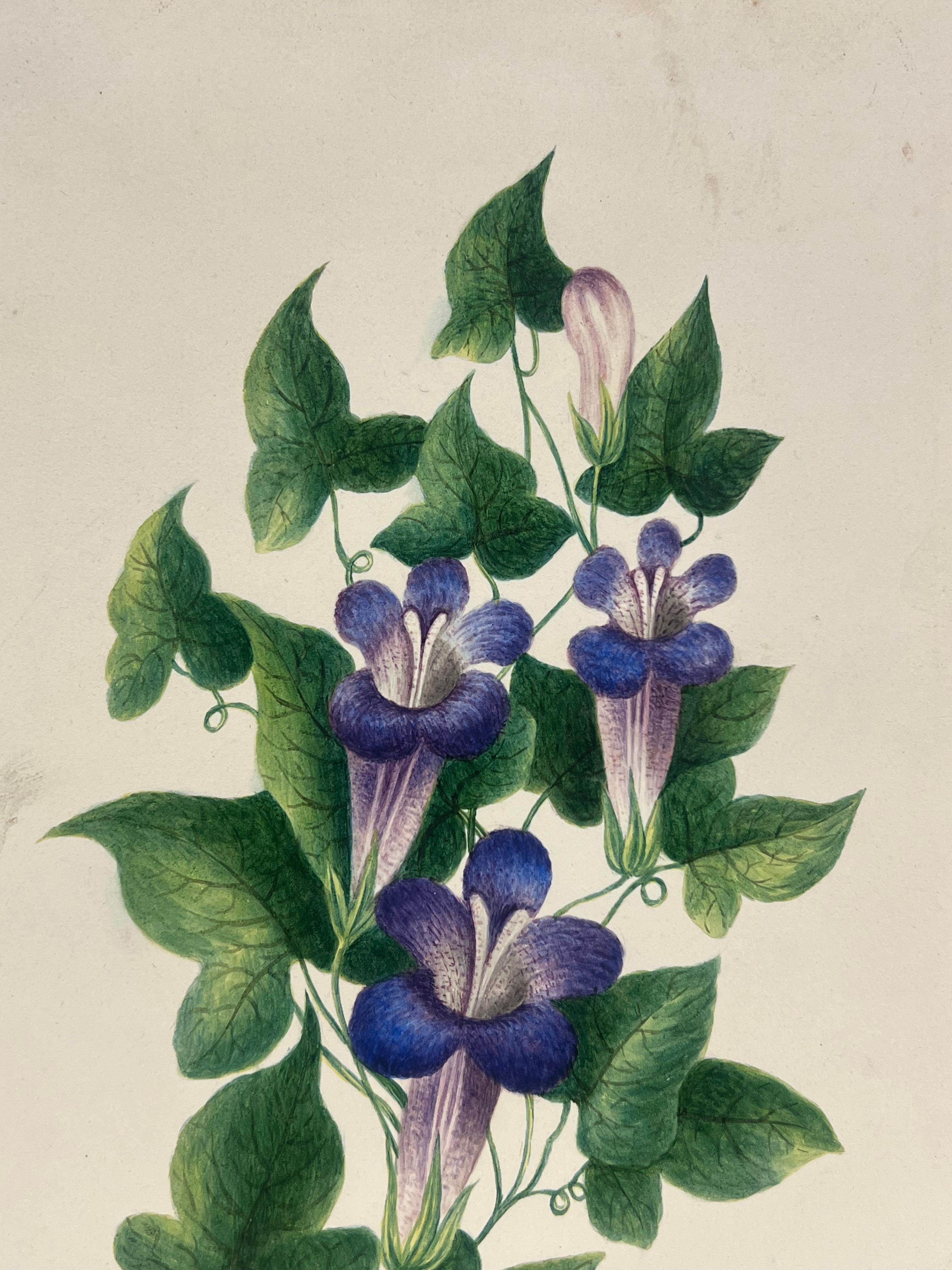 Pintura botánica a la acuarela de flores de trompeta púrpura con exuberante follaje verde - Painting Escuela inglesa de English School
